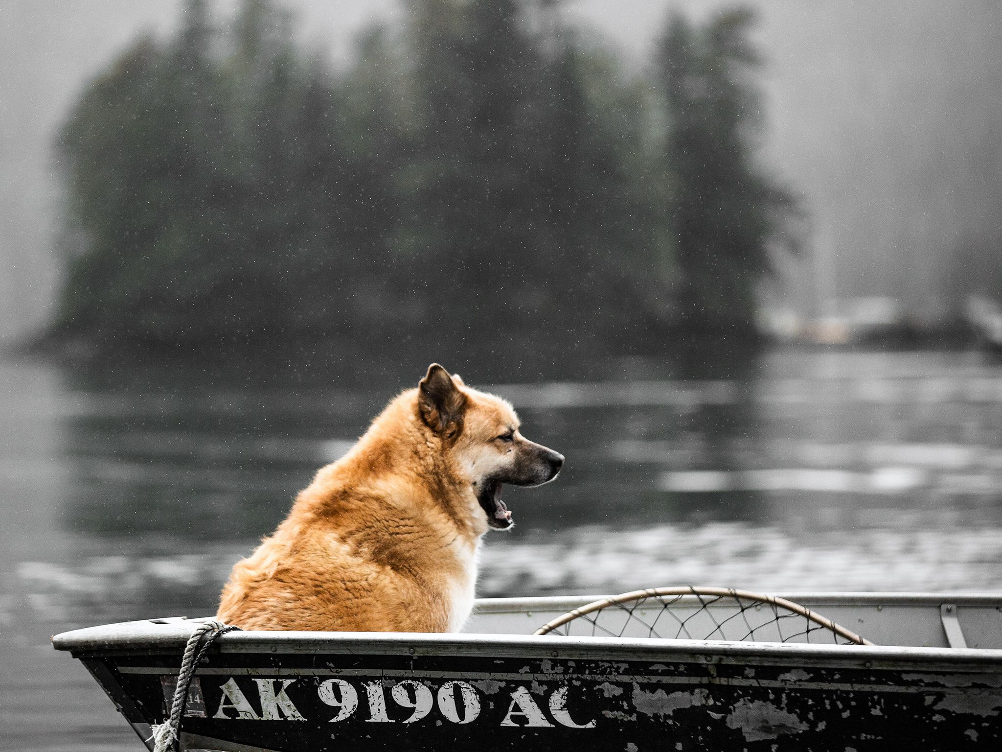 Port Protection, Alaska: Gary's dog, Trapper, sits in the boat. This image is from Port Protection. [Photo of the day - November 2015]