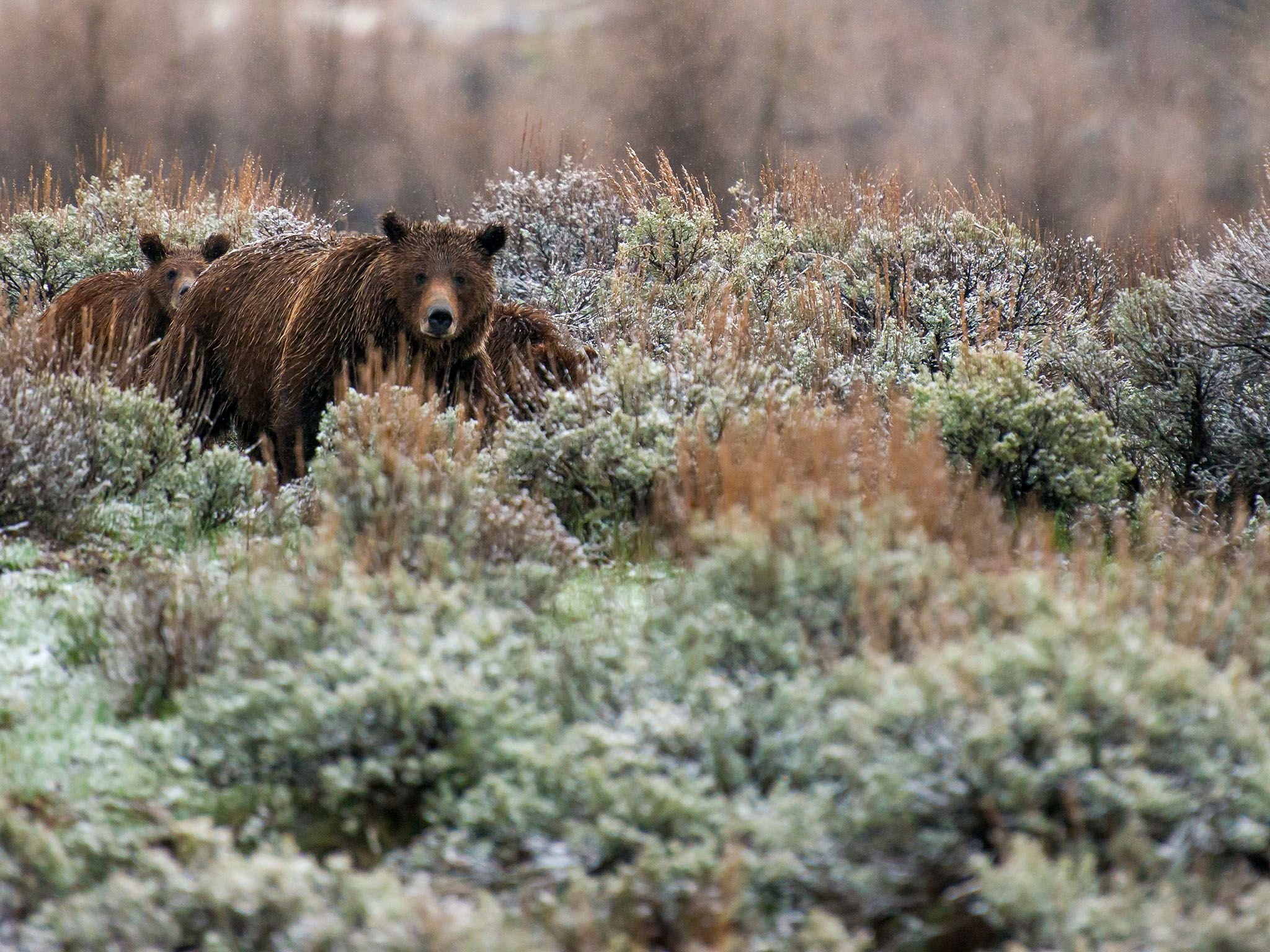Grand Teton National Park, Wyo.: Bear 399 in sage brush with her two yearling cubs. This image... [Photo of the day - November 2015]