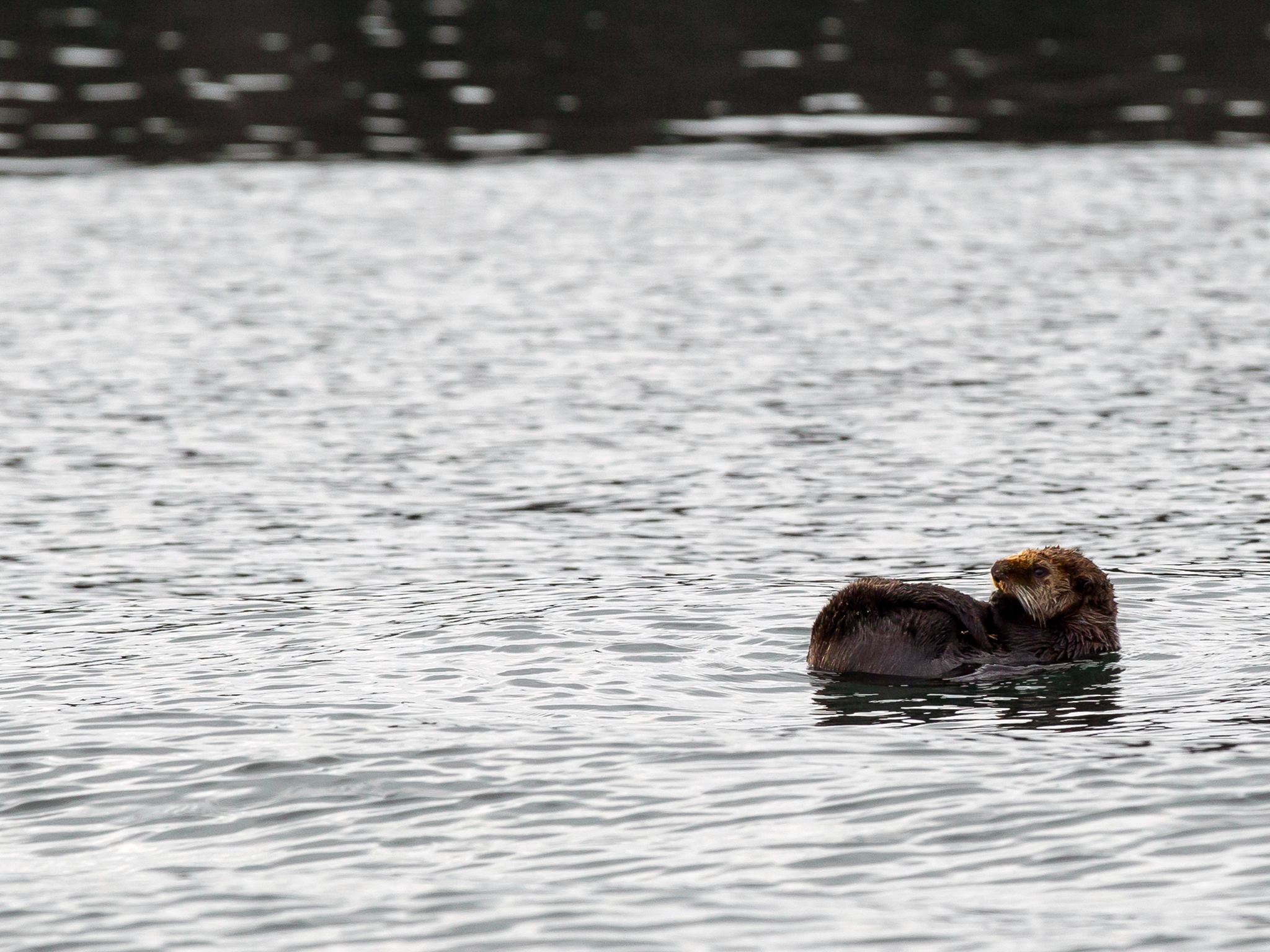 An otter swims on its back near the docks in Port Protection, AK. This image is from Port... [Photo of the day - November 2015]