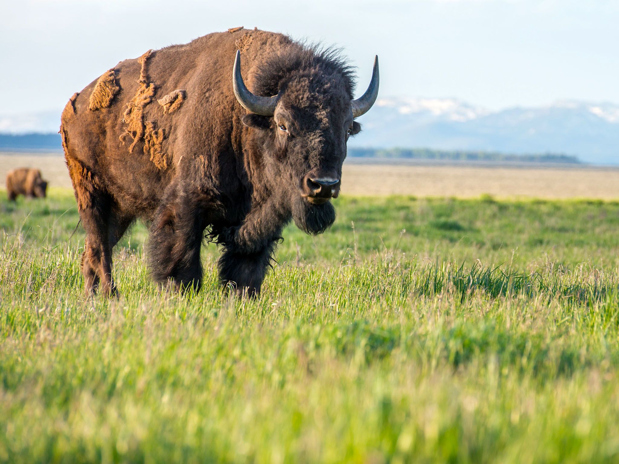 Bison near the Tetons. This image is from Wild Yellowstone. [Photo of the day - November 2015]
