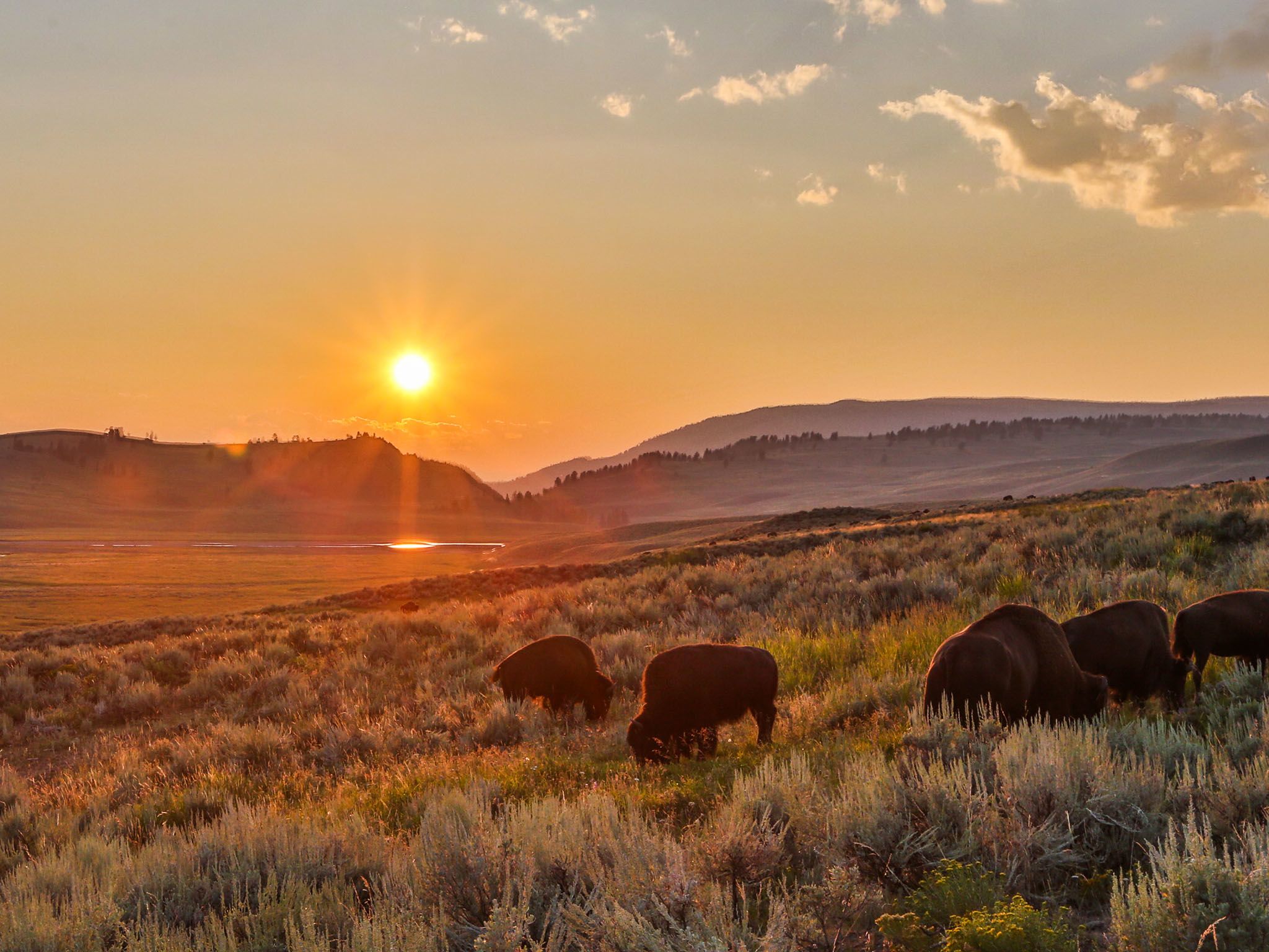 Yellowstone, WYO.: Bison herd in summer evening light during the bison rut. This image is from... [Photo of the day - November 2015]