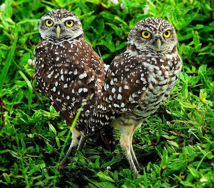 Two burrowing owls. [Photo of the day - June 2011]