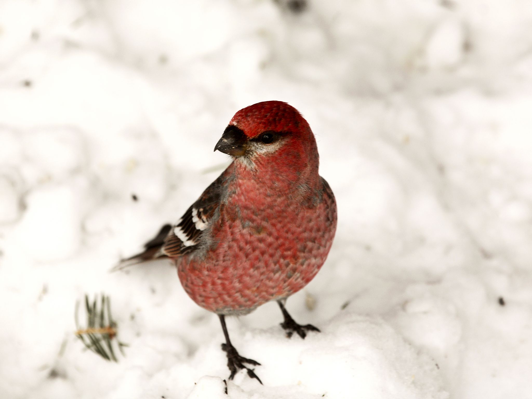 Red Crossbill on snow covered ground This image is from Winter Wonderland. [Photo of the day - ديسمبر 2015]
