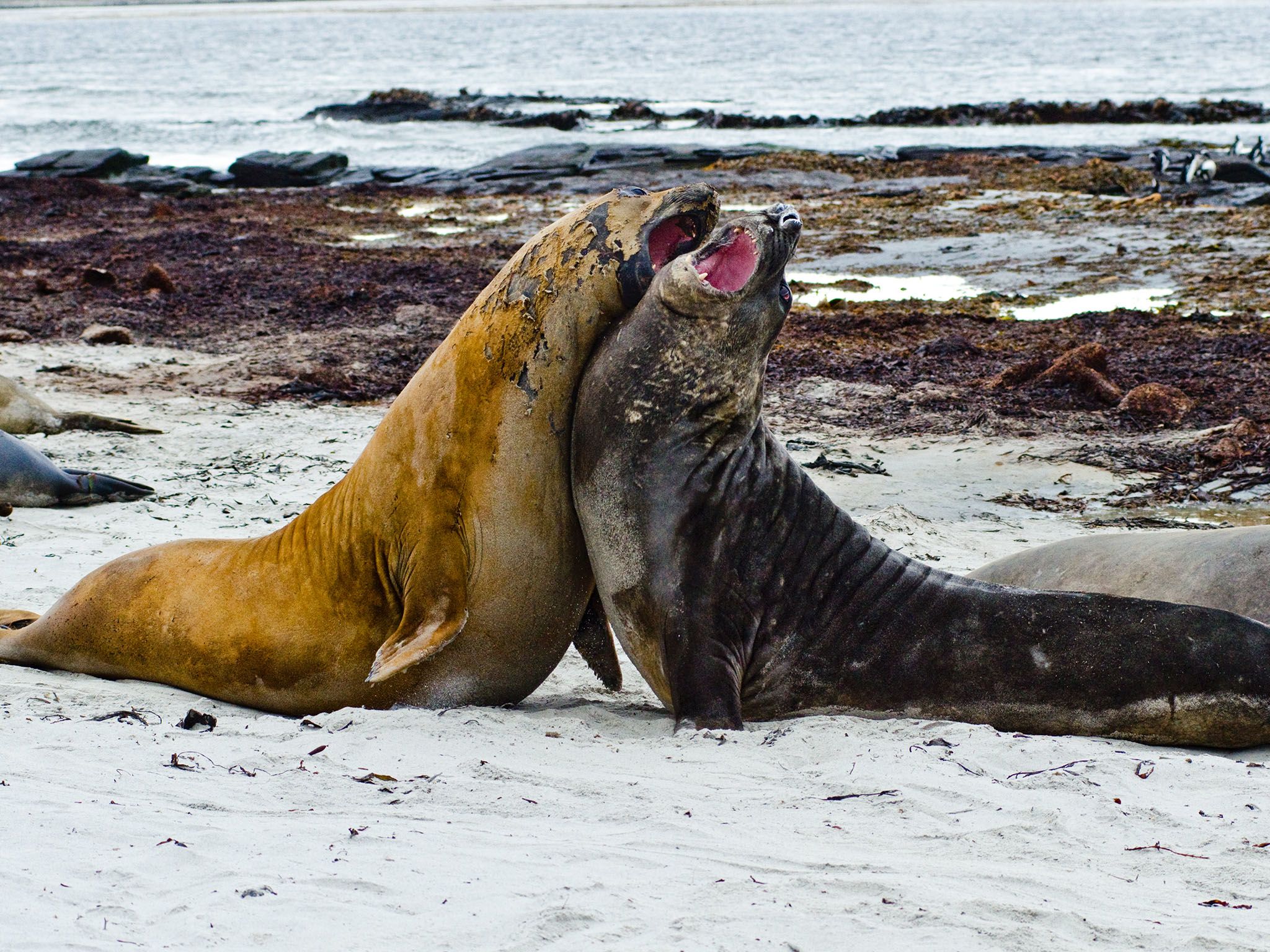 Falklands- Elephant seal males fighting. Male elephant seals fight to gain access to female... [Photo of the day - January 2016]
