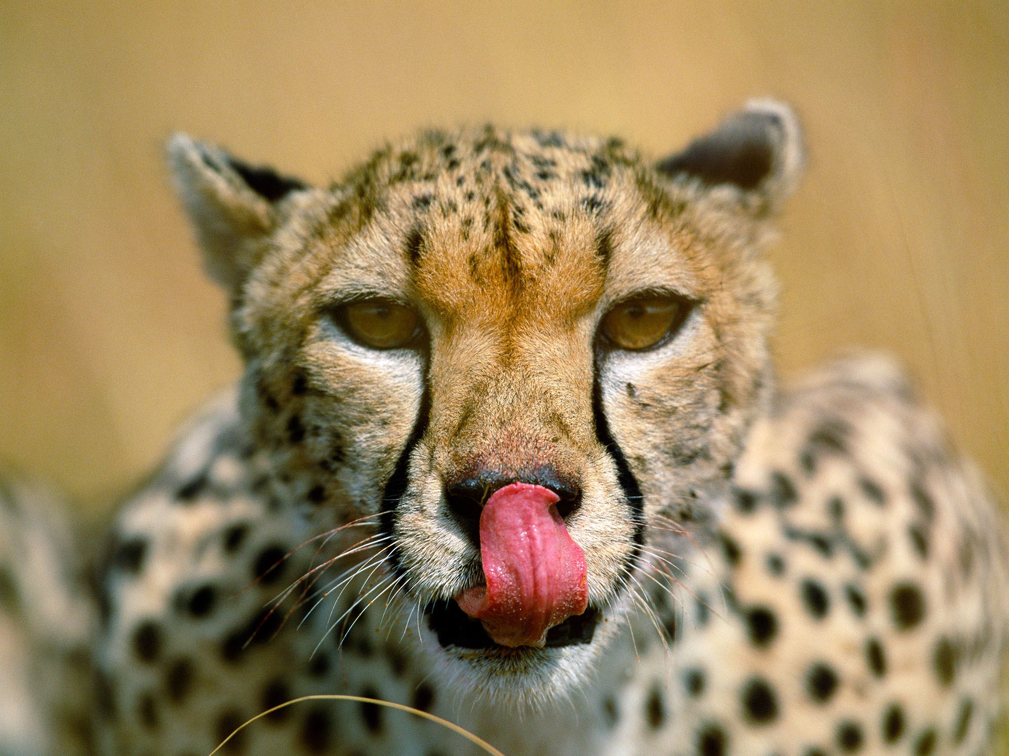 Masai Mara National Reserve, Kenya: Female Cheetah licking nose, portrait (Acinonyx jubatus).  A... [Photo of the day - January 2016]