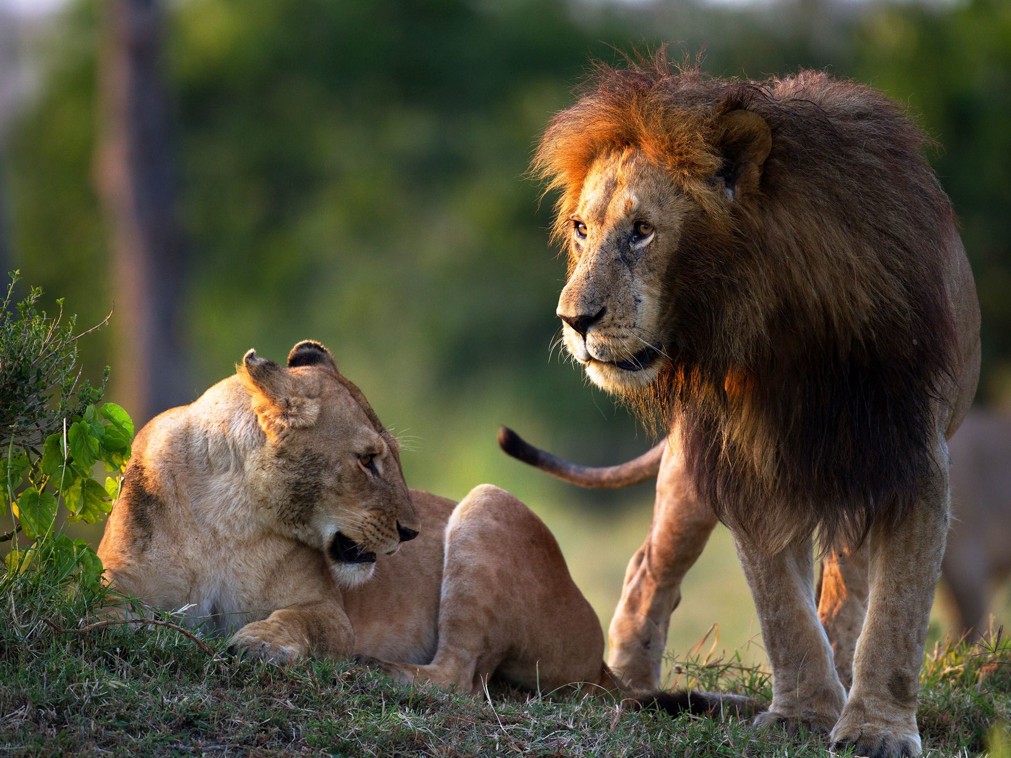 Masai Mara National Reserve, Kenya, July:  Lion (Panthera leo) male trying to court a... [Photo of the day - January 2016]