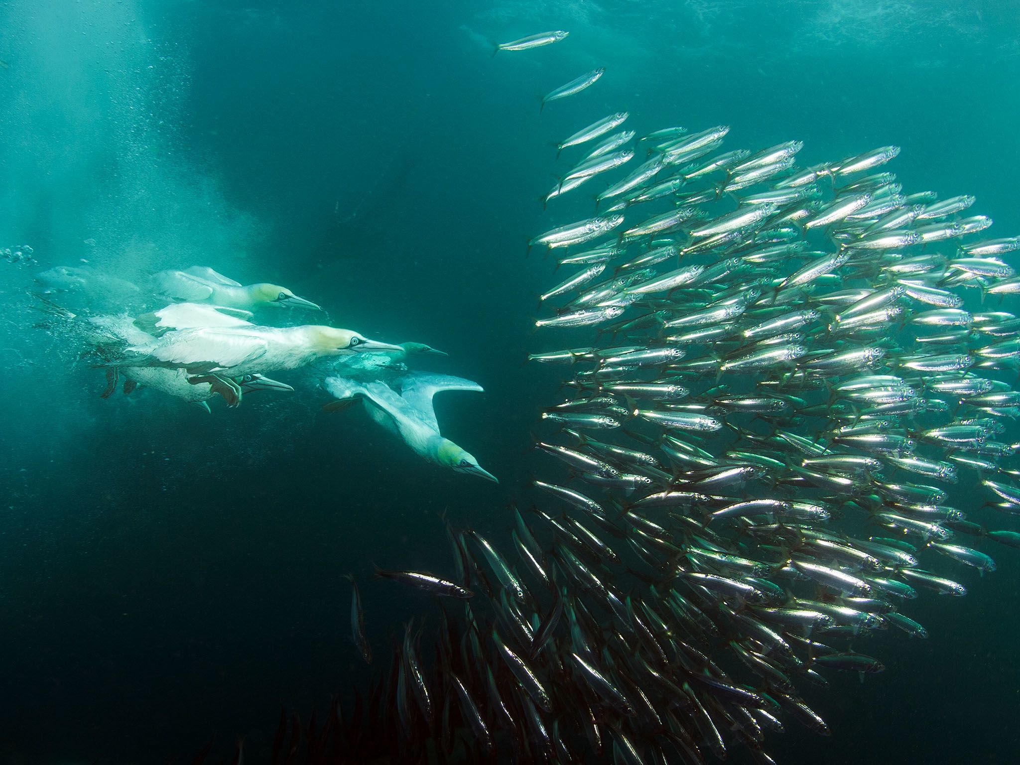 Port St Johns, Transkei, South Africa: Cape Gannet (Morus capensis) feeding on sardines. The... [Photo of the day - January 2016]