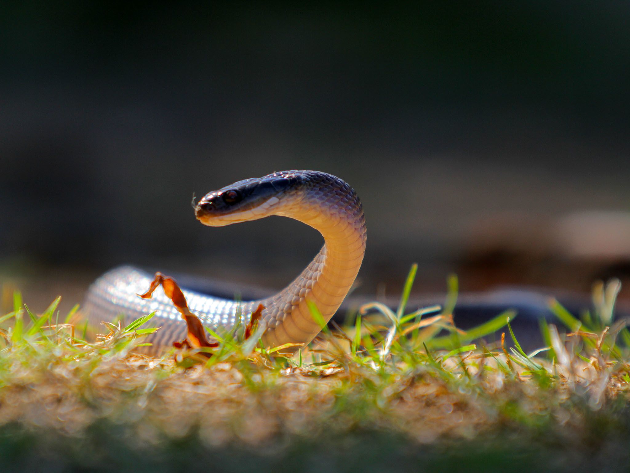 House snake Lamprophi. This image is from Snake City. [Photo of the day - January 2016]