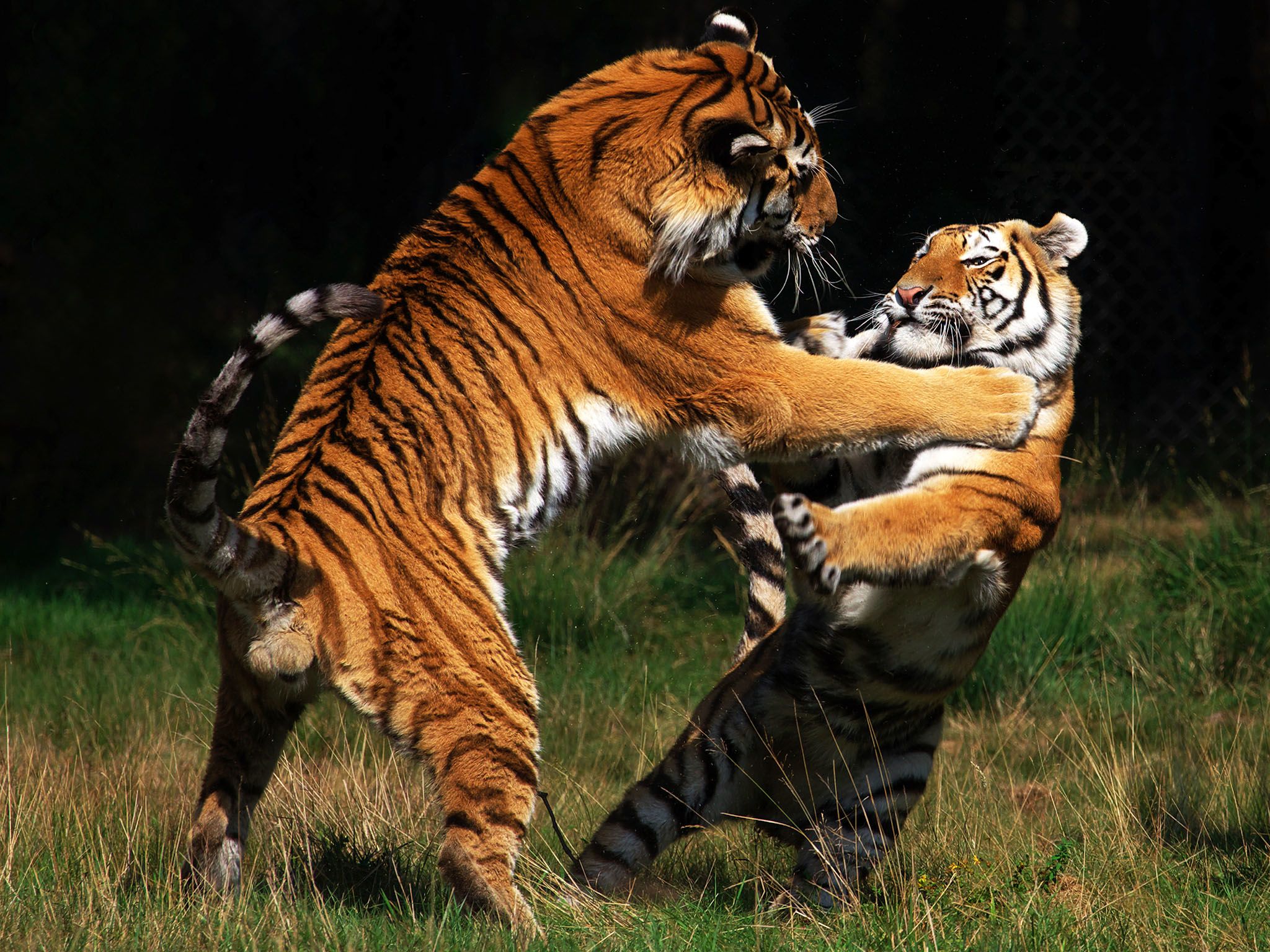 The Siberian tiger is the largest and palest subspecies of tiger. This image is from Cat Fight. [Photo of the day - February 2016]