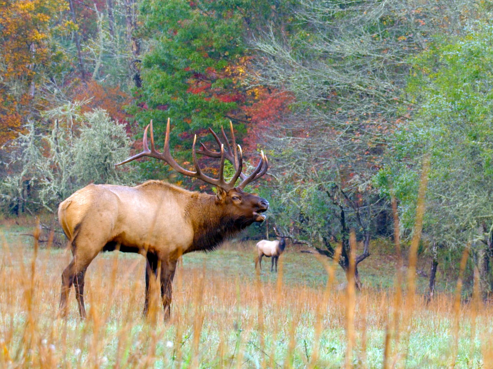 Great Smoky Mountains National Park: Elk have been reintroduced to the National Park and are... [Photo of the day - February 2016]