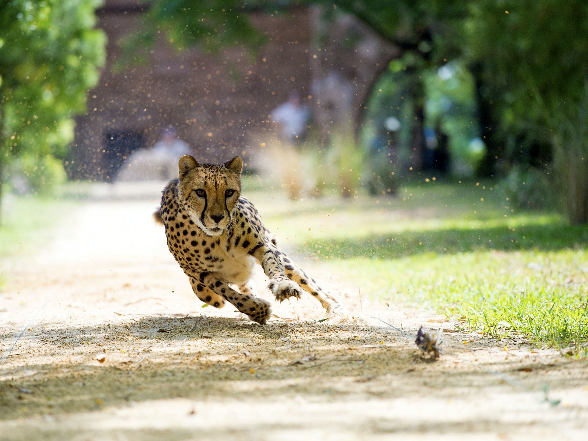 Every Big Cat is awesome â and each one can boast extraordinary powers. From extreme speed... [Photo of the day - February 2016]