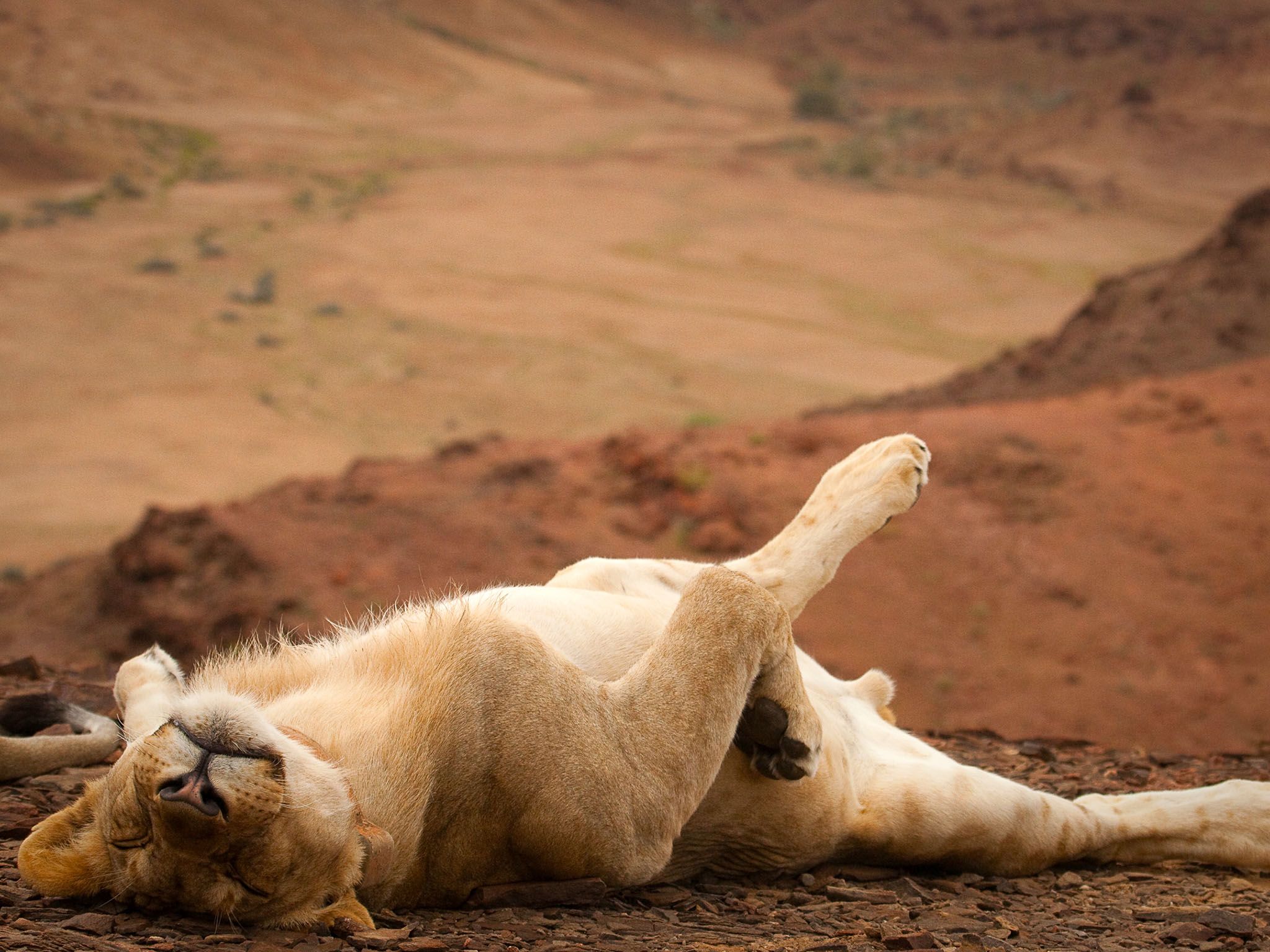 Namibia: One female lion lying on her back with her eyes closed. This image is from Vanishing... [Photo of the day - February 2016]