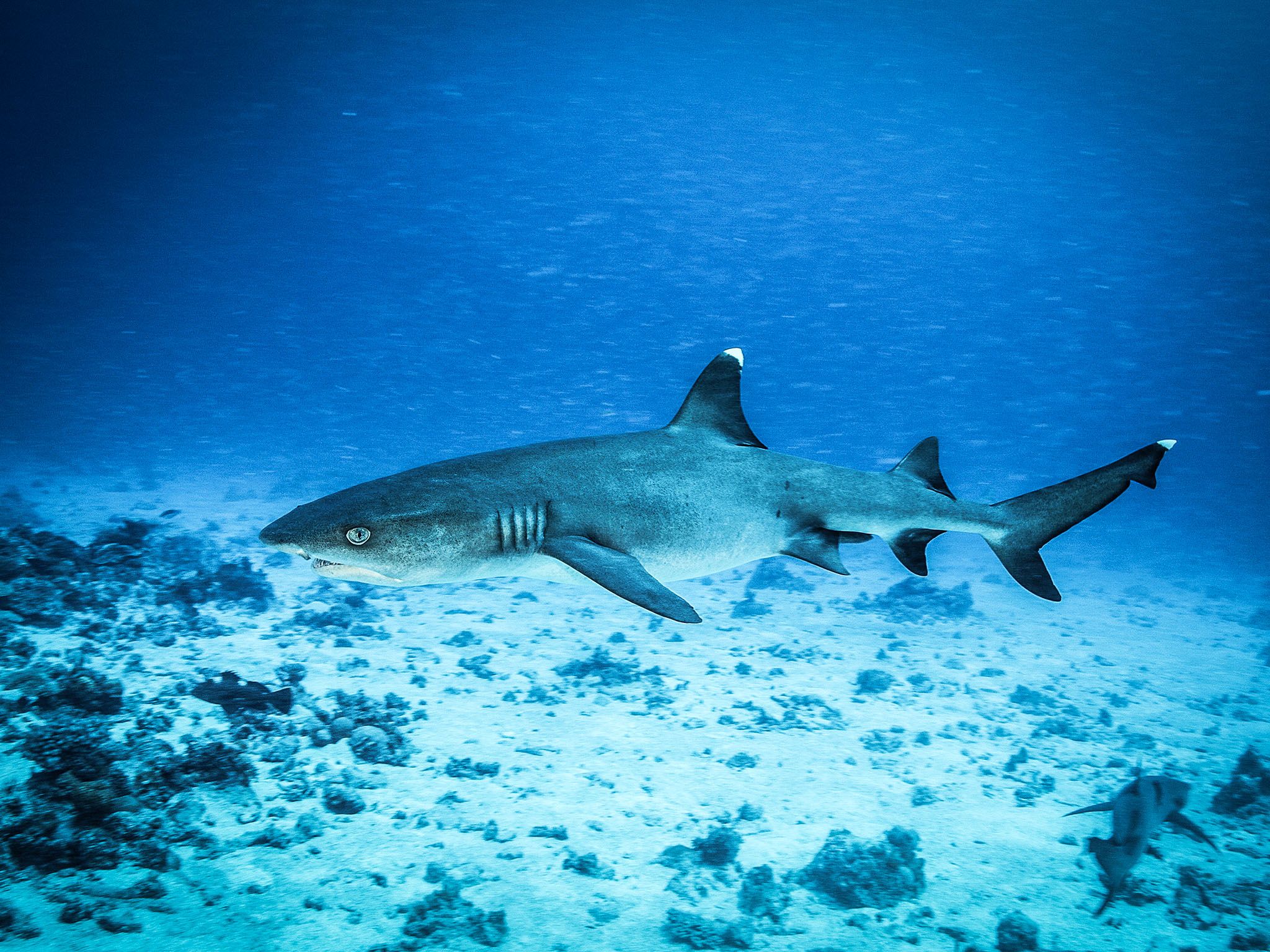Australia: White Tip Reef shark. This image is from Secret Life of Pearls. [Photo of the day - March 2016]