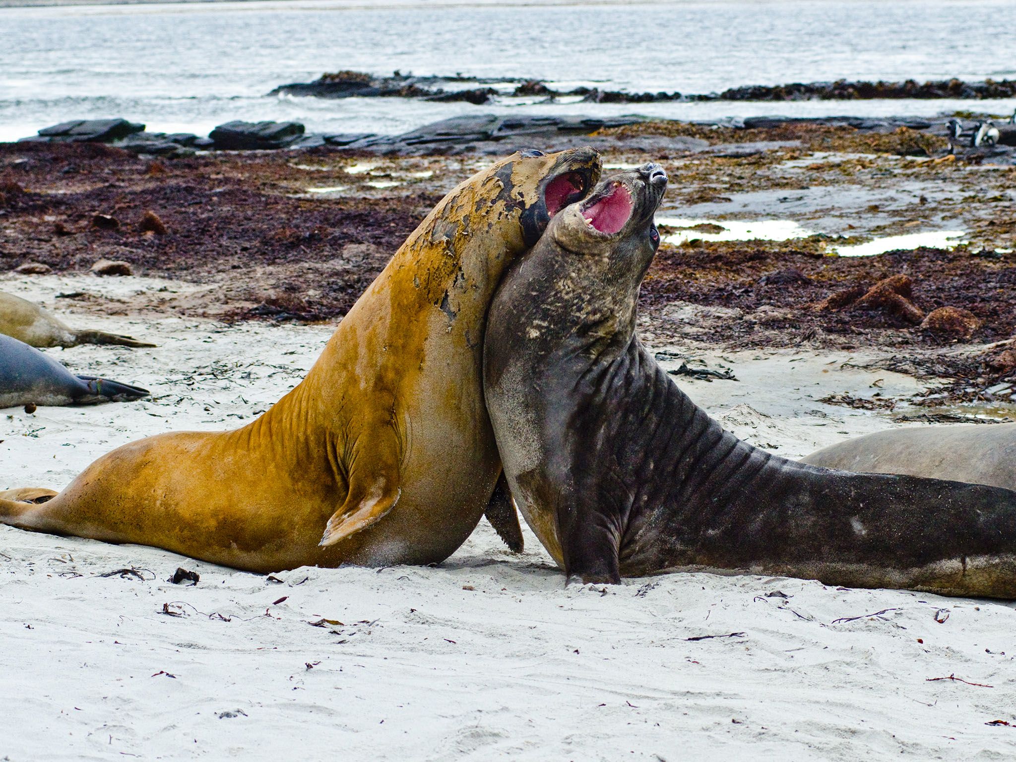 FALKLANDS - Southern Elephant Seals are the biggest of any seal species. Adolescents hone their... [Photo of the day - March 2016]