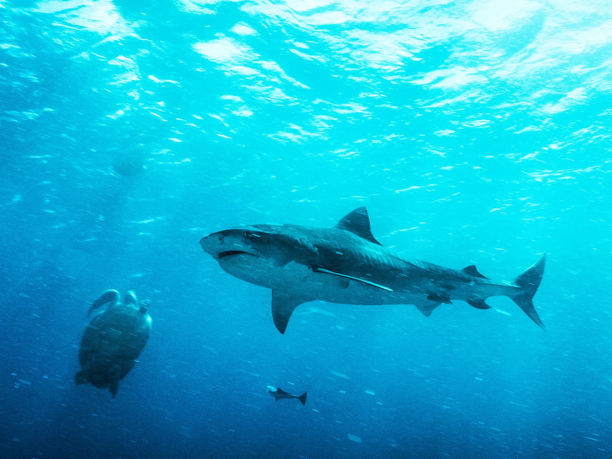 أستراليا: سمكة القرش البَبرِيّ. هذه الصورة مأخوذة من... [Photo of the day - مارس 2016]