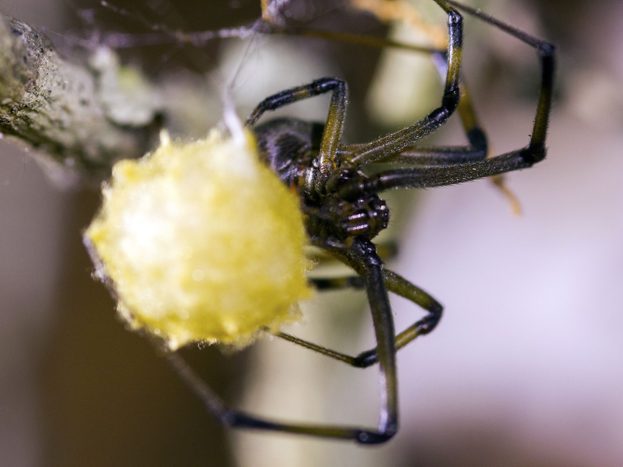 Hluhluwe, Kwazulu Natal, South Africa: Black widow attending to her egg sac. These sacs are... [Photo of the day - March 2016]