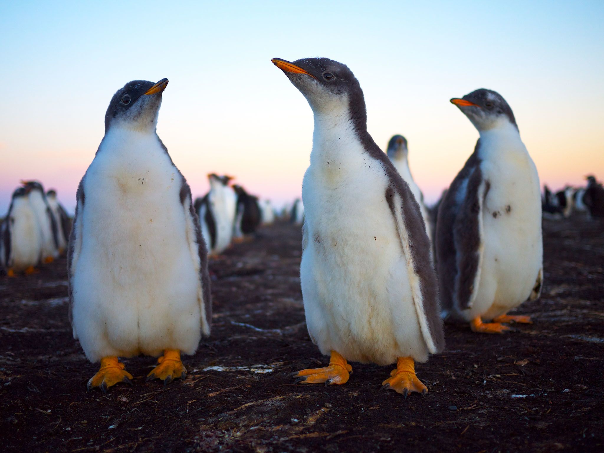 جزر فوكلاند: بخلاف أنواع البطريق الأخرى، تُربي طيور... [Photo of the day - مارس 2016]