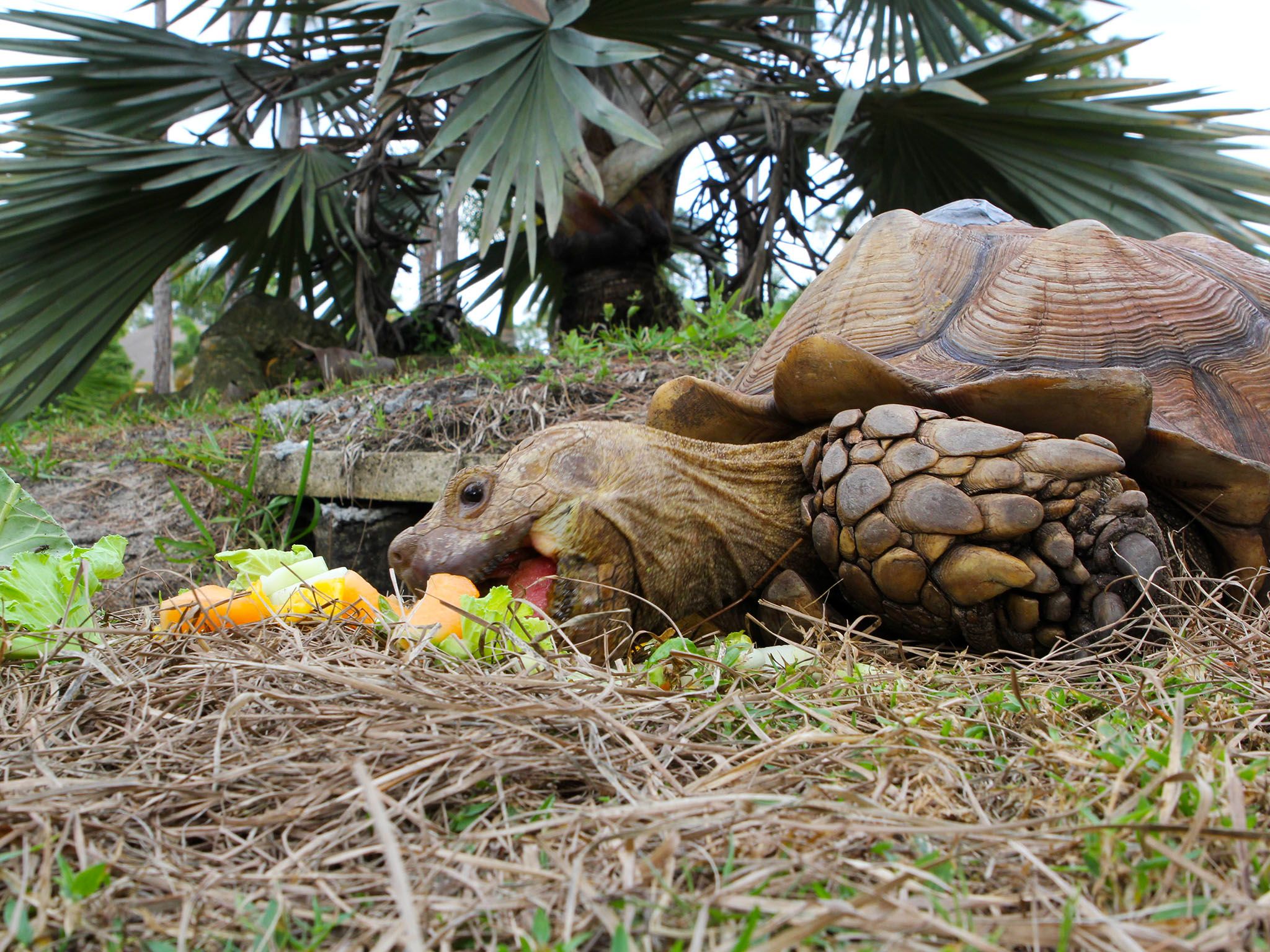 Deerfield Beach, Fla.:  Dr. Susan Kelleher's sulcata tortoise, Durda, eating outside of burrow.... [Photo of the day - April 2016]