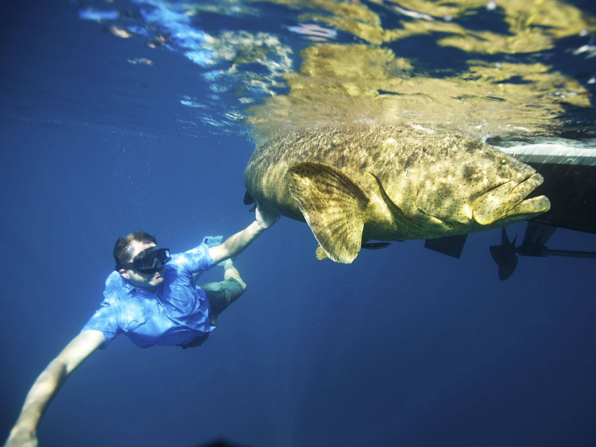 Fla.:  Zeb swims with a Goliath Grouper. The Goliath Grouper is listed as a Critically... [Photo of the day - April 2016]