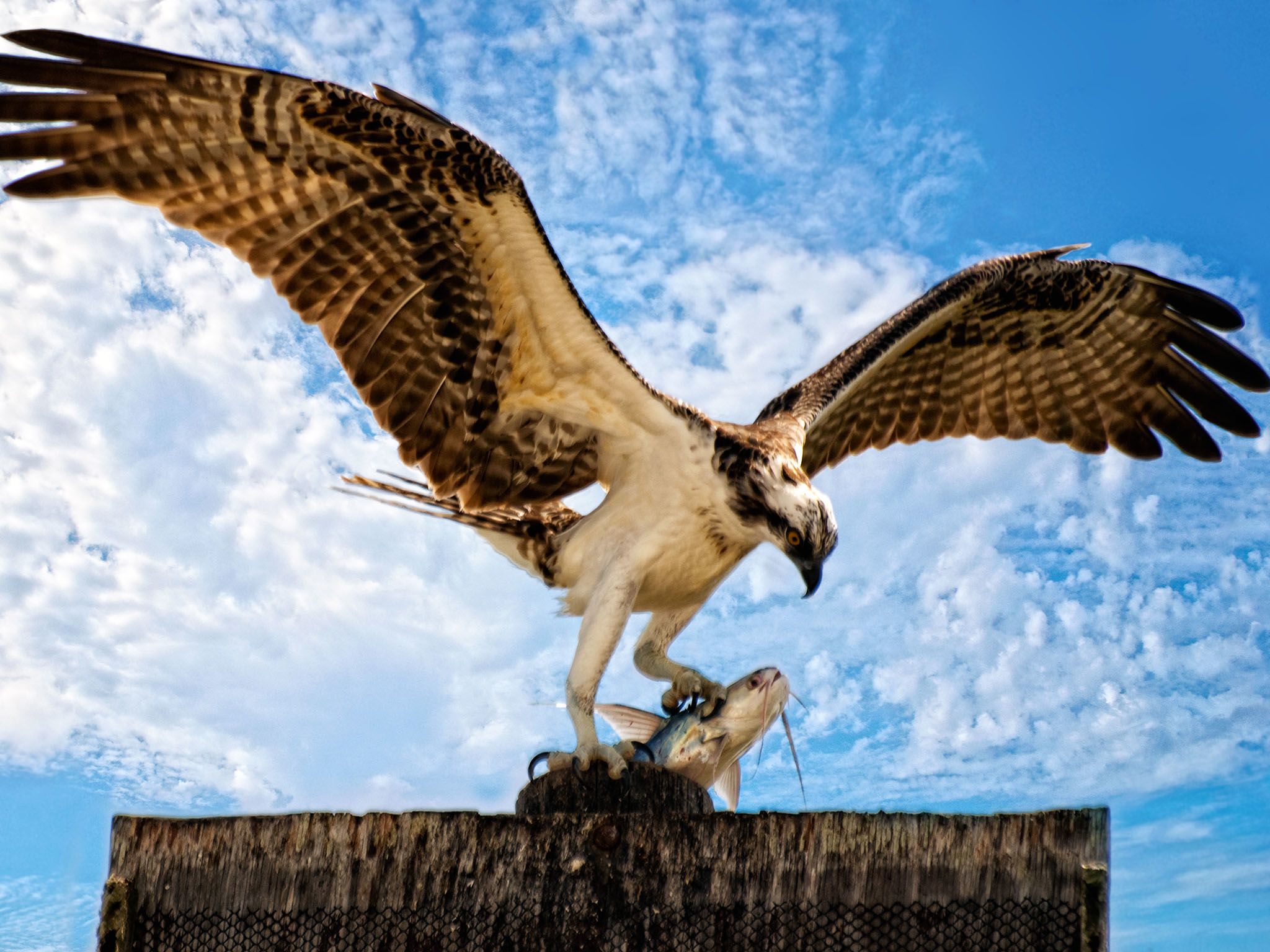 Fla.: The Osprey is also known as the âfish hawkâ since ninety percent of its diet... [Photo of the day - April 2016]