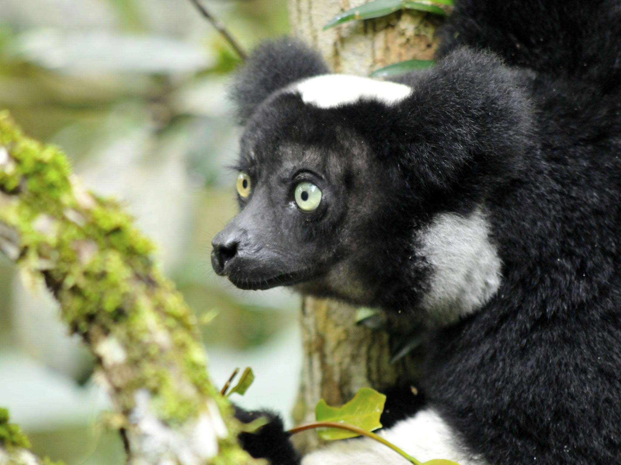 Madagascar: An indri, the largest of the living lemurs can climb trees with ease, using their... [Photo of the day - April 2016]