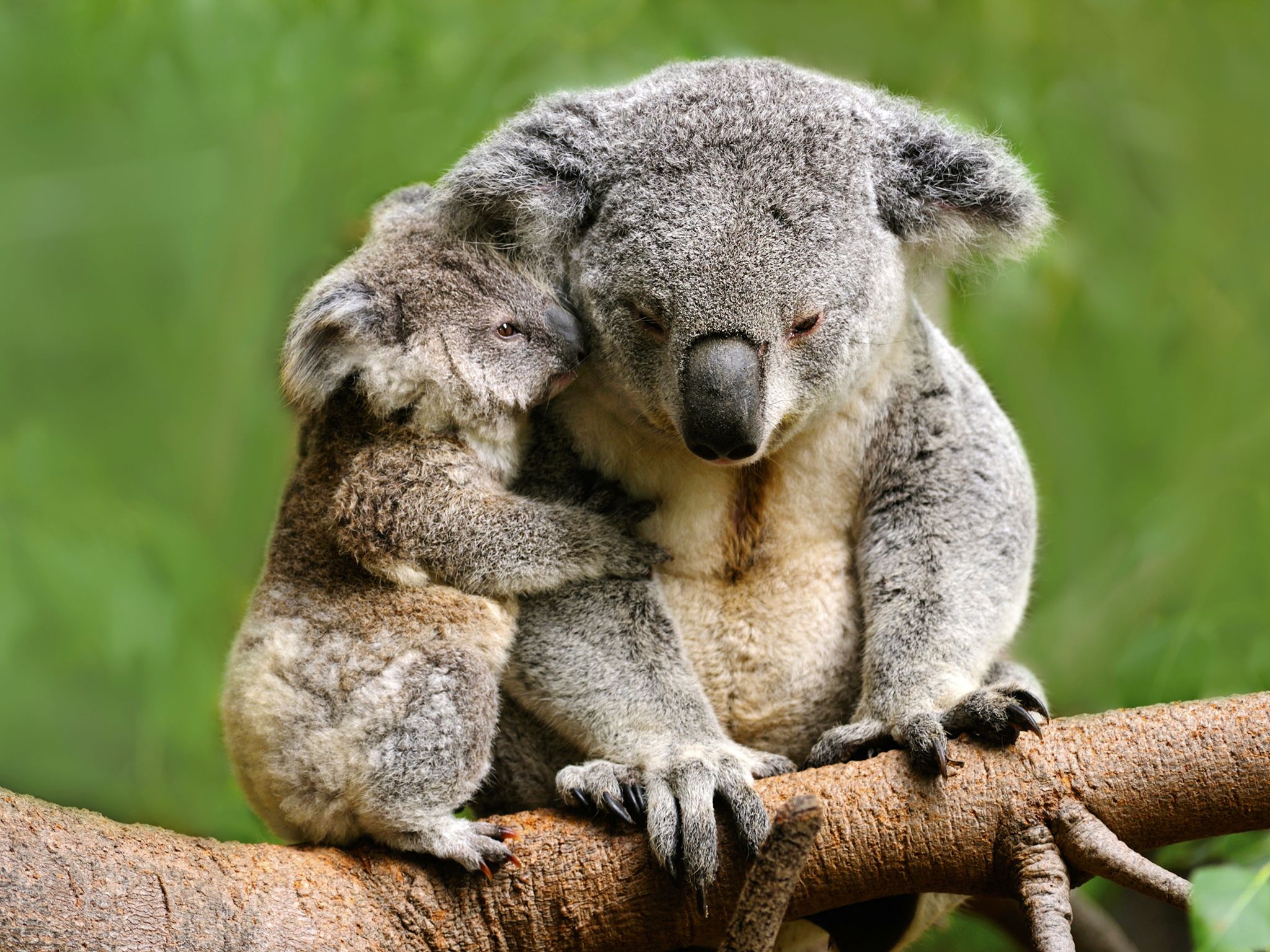 Koalas spend so much energy processing their high fibre, low protein diet of eucalyptus leaves... [Photo of the day - May 2016]