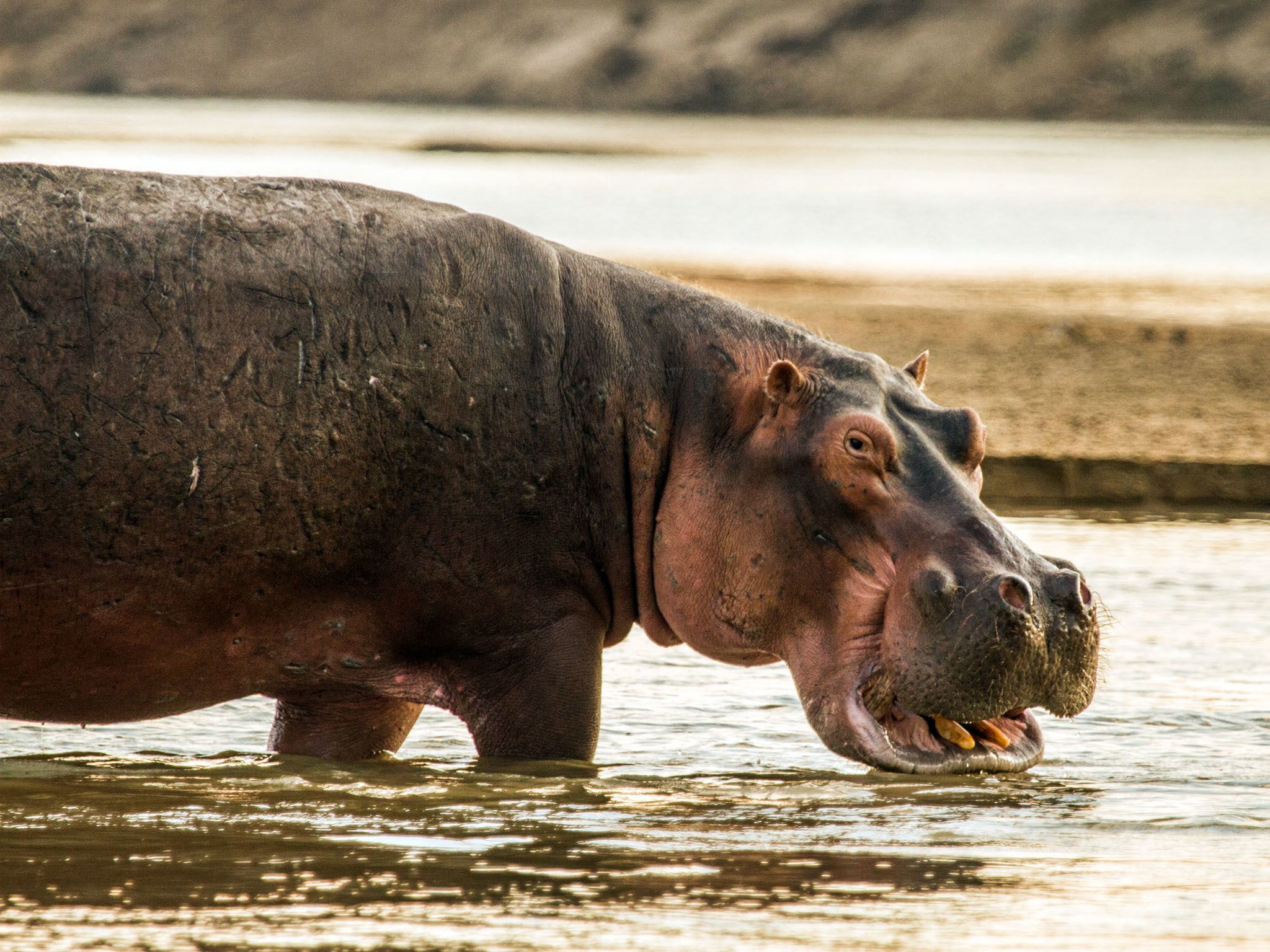 Bull hippo wading through shallow river, revealing numerous fighting scars. Dominant bulls must... [Photo of the day - May 2016]