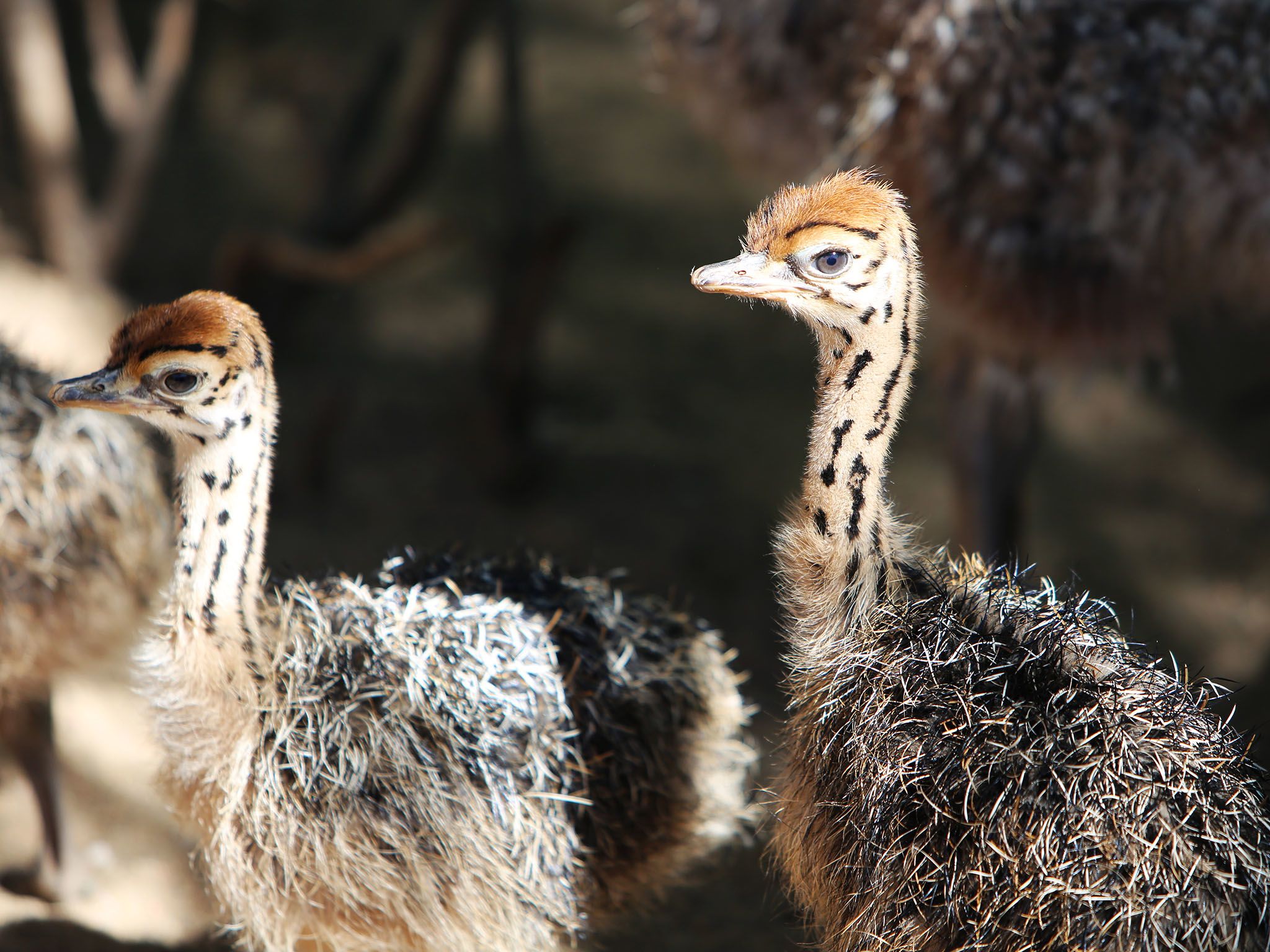 Namibia: Newborn ostrich chicks weigh just over half a kilogram - in six months time, they will... [Photo of the day - May 2016]