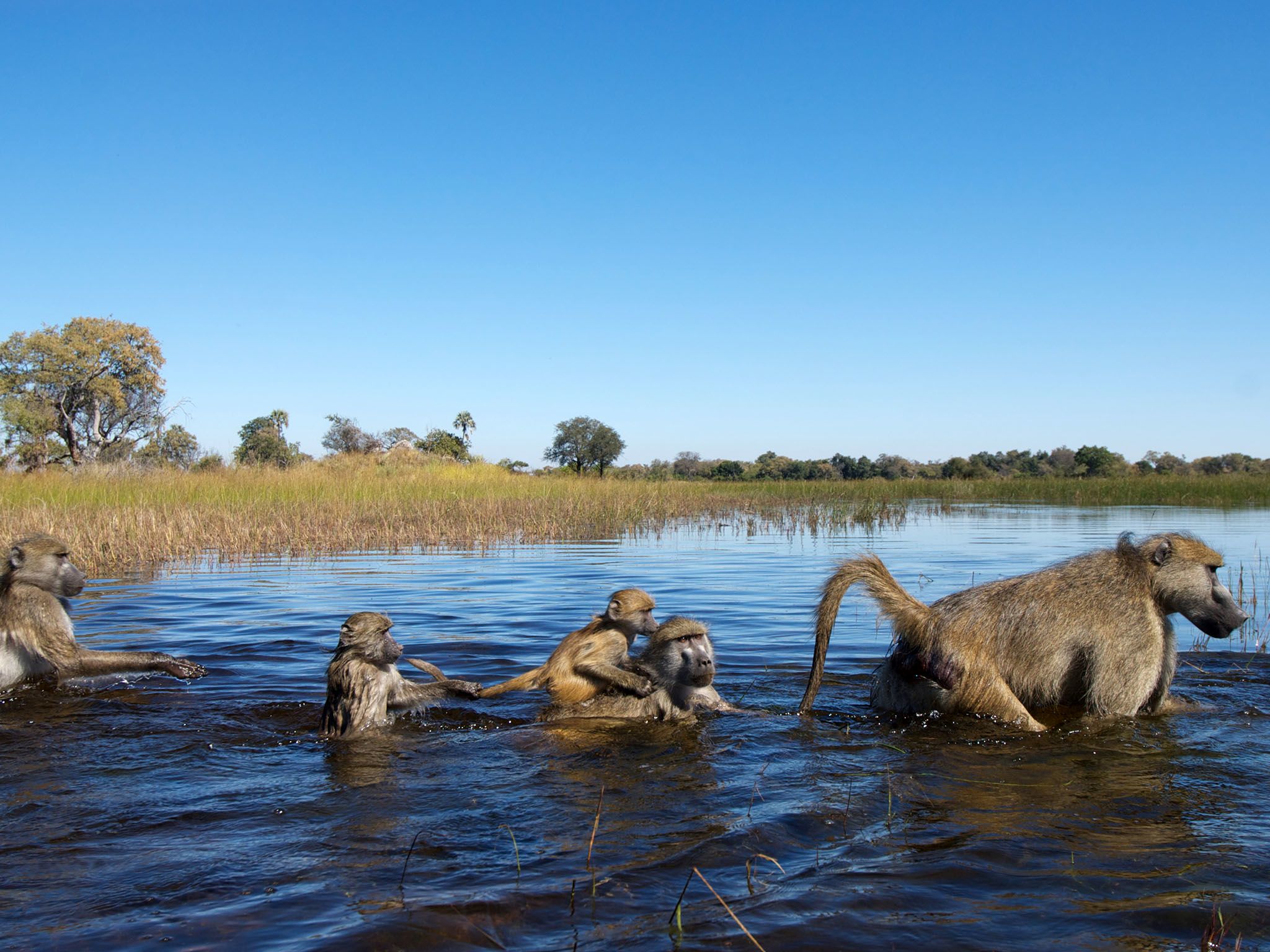 Moremi Game Reserve, Ngamiland, Botswana: A troop of chacma baboons crosses a flooded plain in... [Photo of the day - May 2016]
