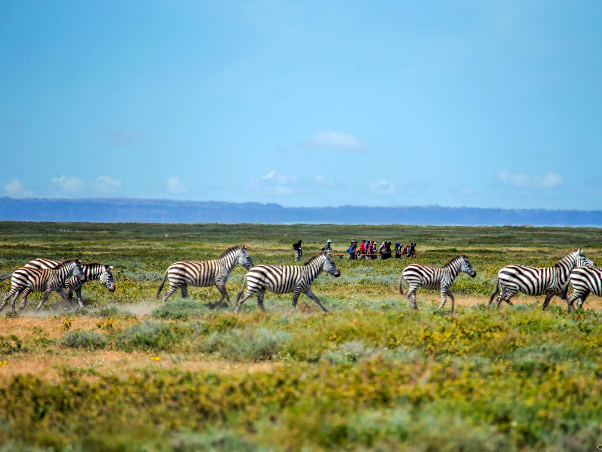 Tanzania, Africa: Extreme long shot of human herd migrating with a herd of zebras in middle... [Photo of the day - May 2016]