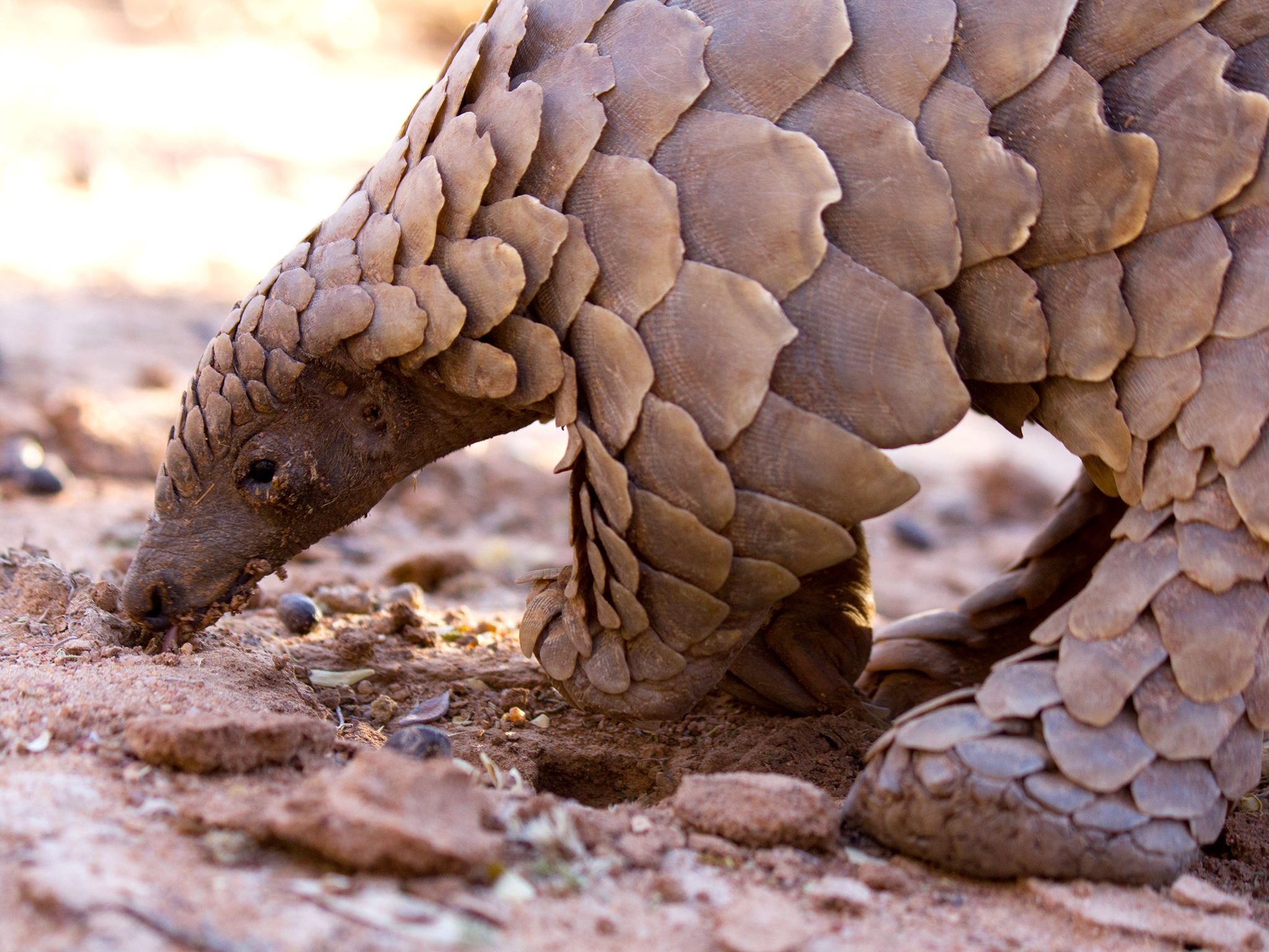 Otjiwarongo, South Africa: A ground pangolin licking up termites recently discovered. The... [Photo of the day - June 2016]