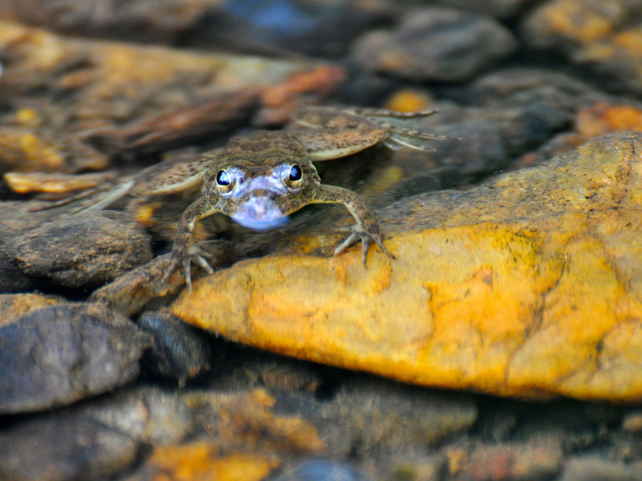 Western Ghats: A huge majority of the amphibians found in the Western Ghats are endemic, with... [Photo of the day - June 2016]