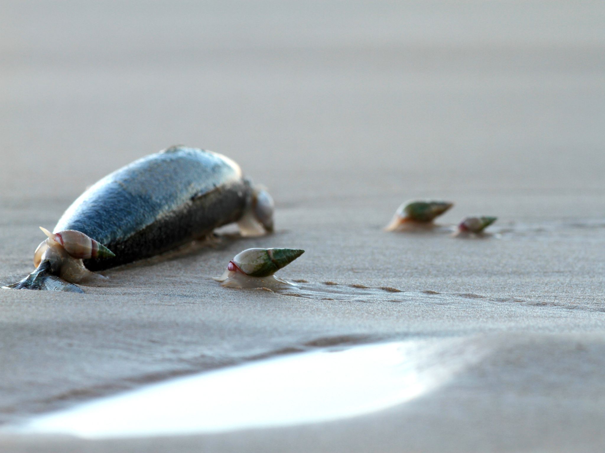 Port Elizabeth, South Africa: Plough snails gathering to feed. They are known to surf outgoing... [Photo of the day - June 2016]