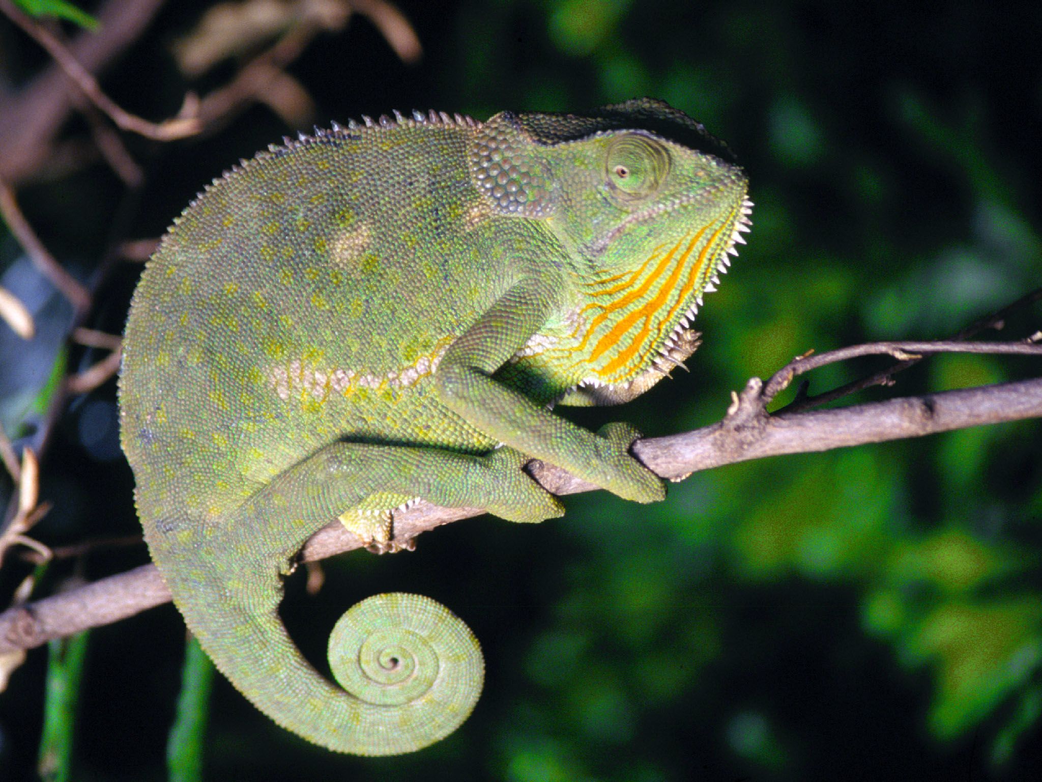 Africa: Flap-necked chameleon (chamaeleo dilepis), poised on top of a tree branch in tropical... [Photo of the day - July 2016]