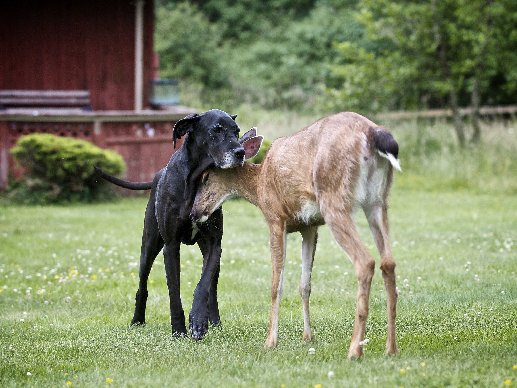 Courtenay, BC, Canada: Kate the dog and Pippin the deer nuzzle. This image is from Unlikely... [Photo of the day - July 2016]