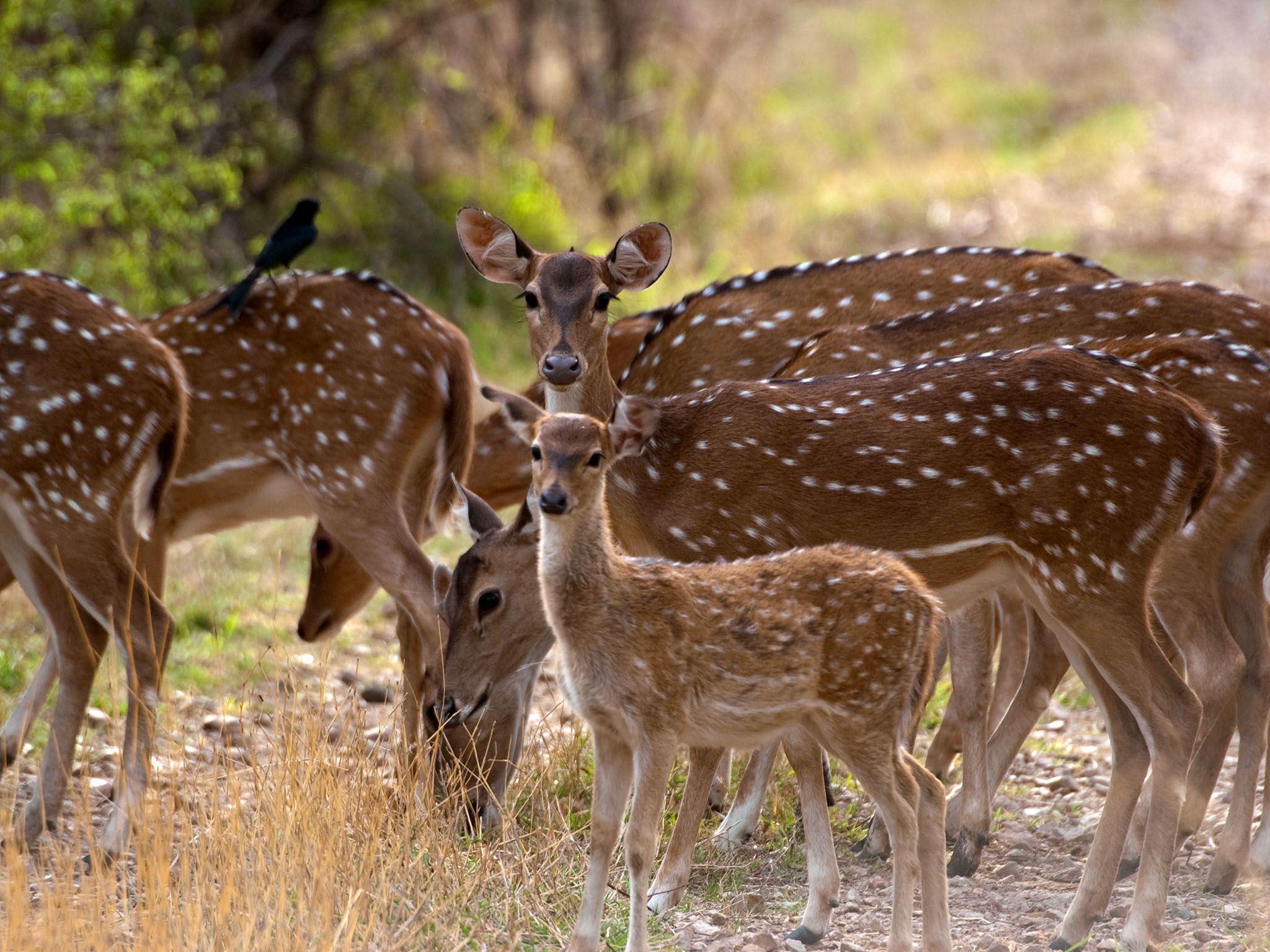 Ranthambhore National Park, Rajasthan, India: A group of chital graze in Ranthambhore National... [Photo of the day - July 2016]