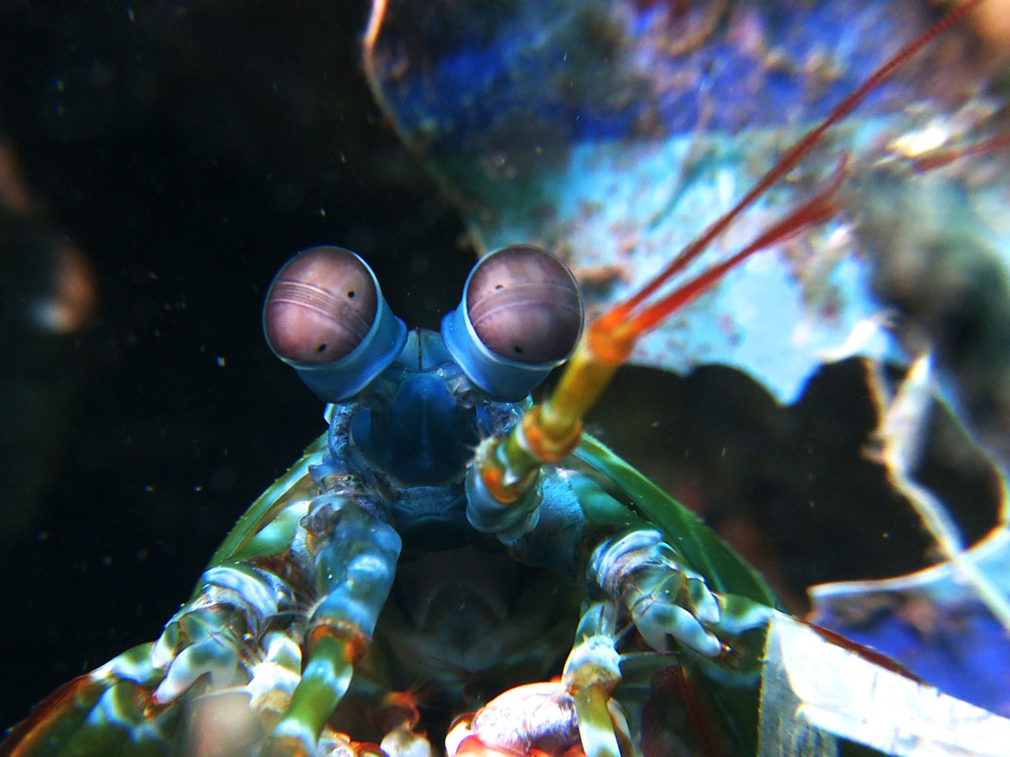 Indo-Pacific Ocean: The peacock mantis shrimp (odontodactylus scyllarus) is one of the larger,... [Photo of the day - July 2016]