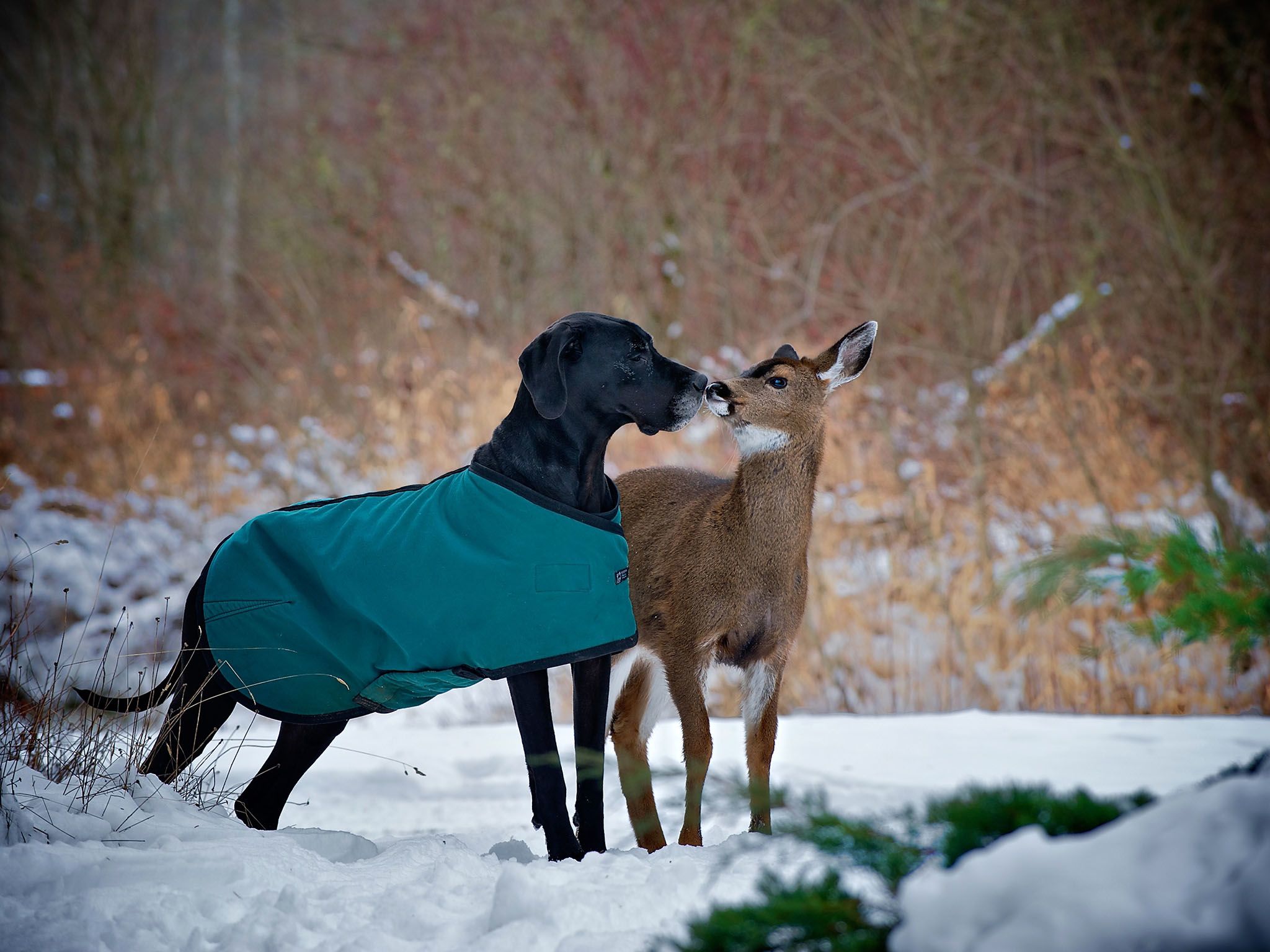 Courtenay, BC, Canada: Kate the dog and Pippin the deer kiss. This image is from Unlikely Animal... [Photo of the day - July 2016]