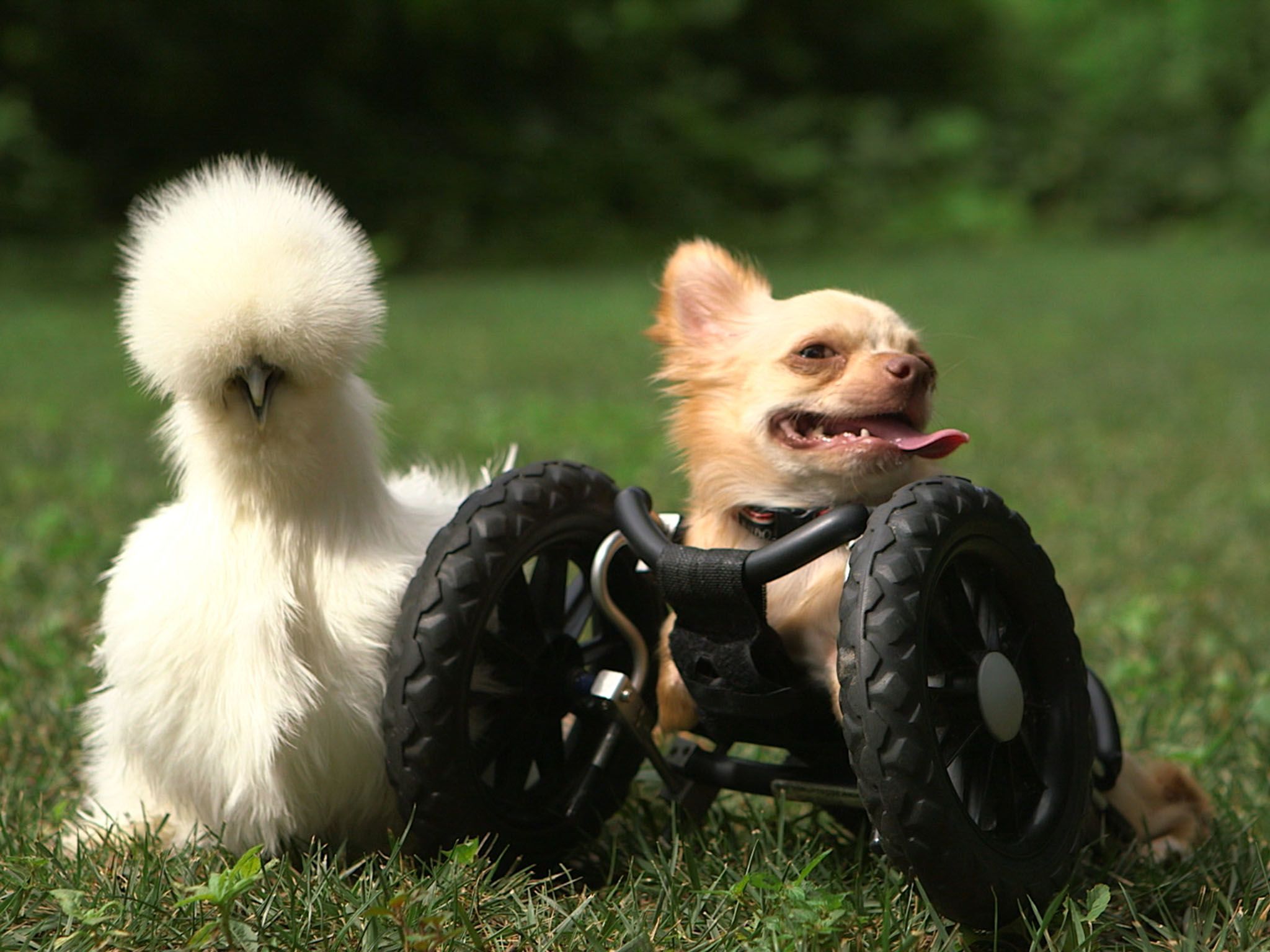 Two-legged chihuahua Roo is right next to his best buddy Penny, a silkie chicken. Both of these... [Photo of the day - July 2016]