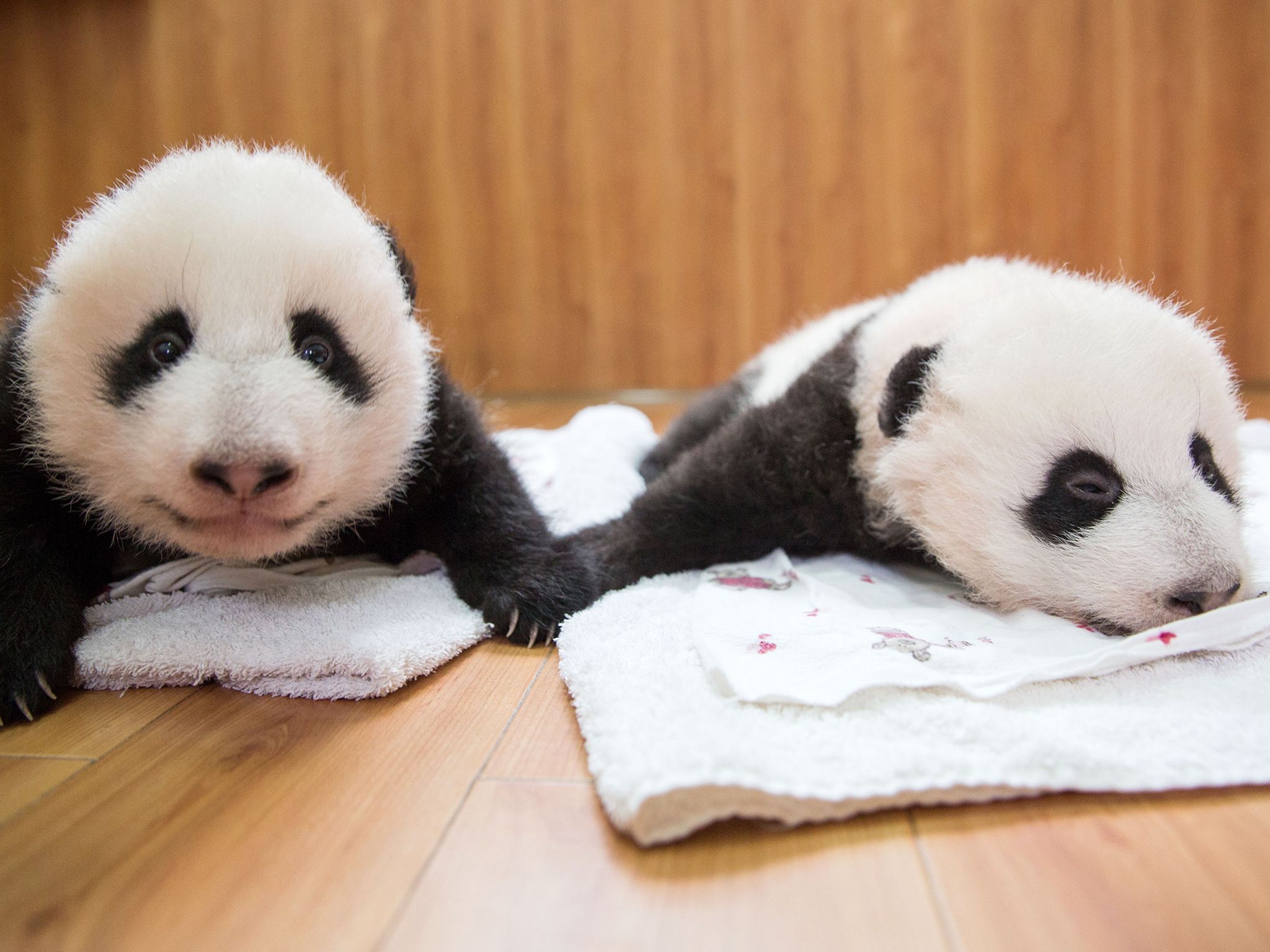 Baby Pandas at Wolong Panda Reserve. This image is from Panda Babies. [Photo of the day - July 2016]