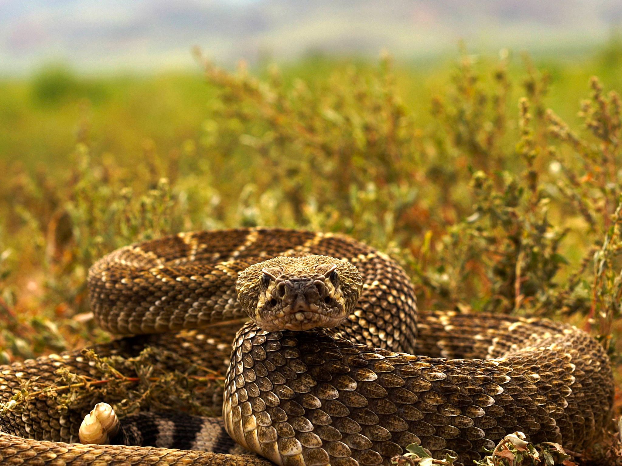 Arizona: Western diamondback rattlesnake in strike pose. This image is from Viper Queens. [Photo of the day - September 2016]
