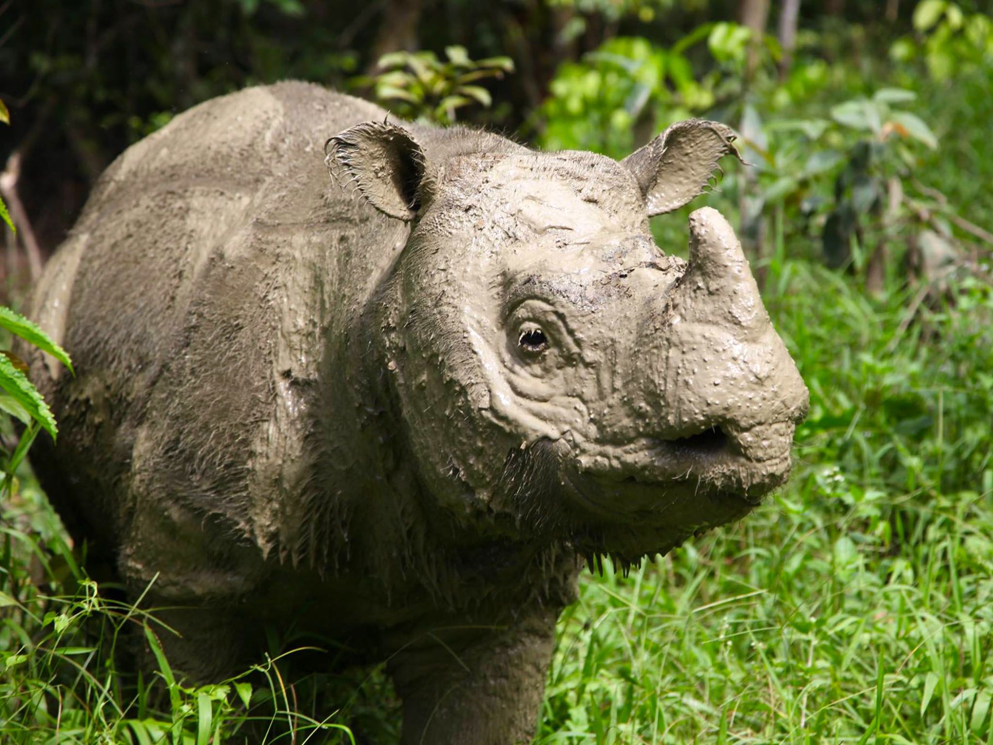 ماليزيا: وحيد القرن "تام" يأخذ جولته الصباحية على طول... [Photo of the day - سبتمبر 2016]
