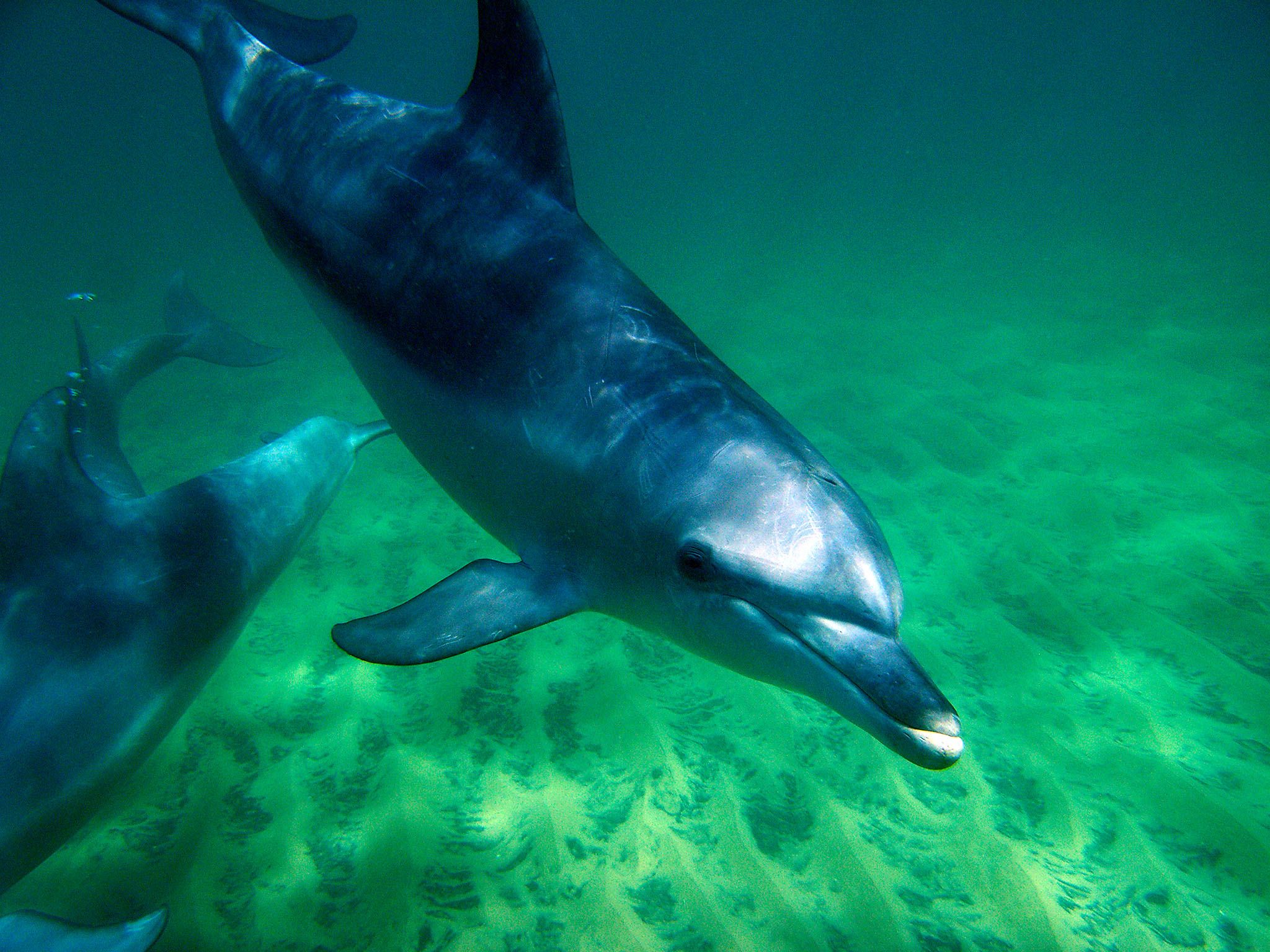 Australia: Swimming dolphin. This image is from Dolphin Dynasty. [Photo of the day - October 2016]