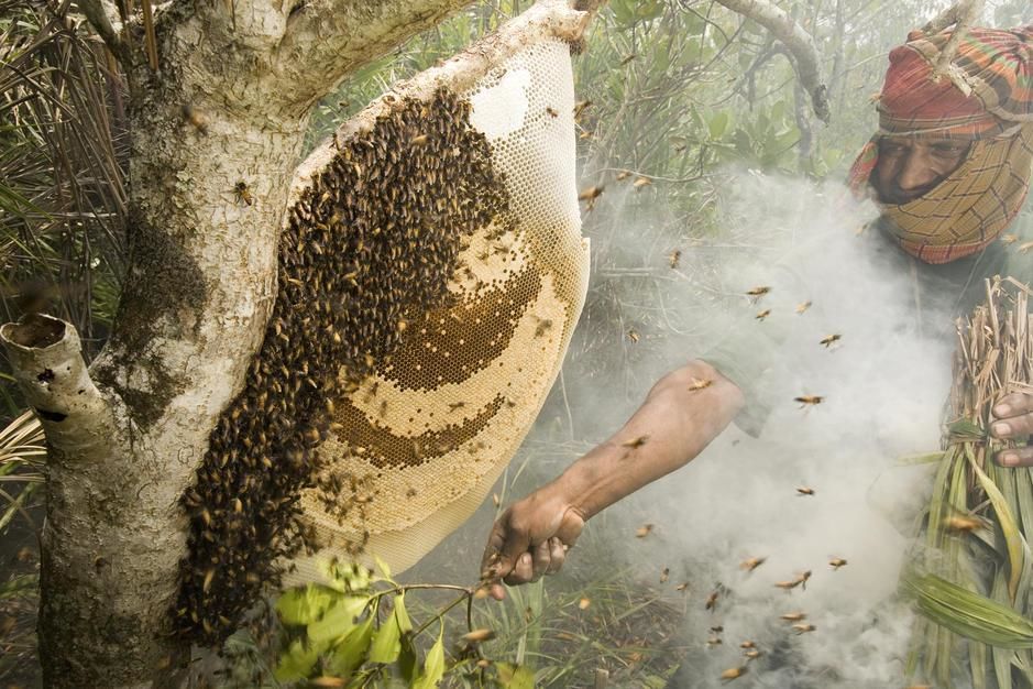 Collecting honey from a honeycomb of the giant honeybee using smoke, Khulna Province. [Photo of the day - December 2011]