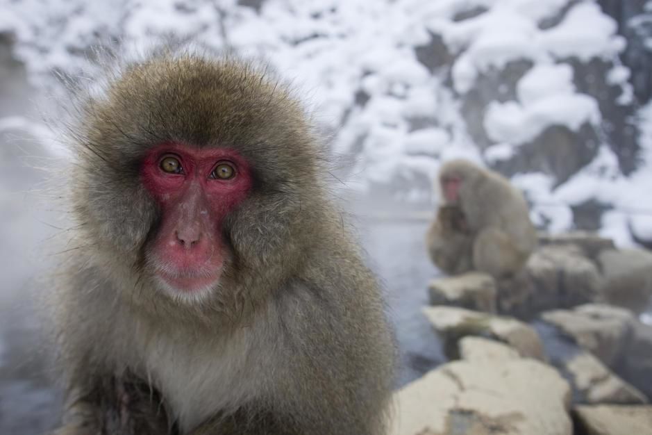 Adult snow monkey in thermal springs, Honsu. [Photo of the day - February 2011]