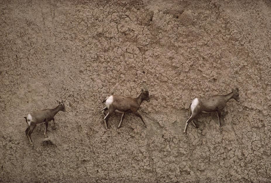 Three American bighorn sheep make their way across an impossibly steep slope in Badlands... [Photo of the day - February 2011]