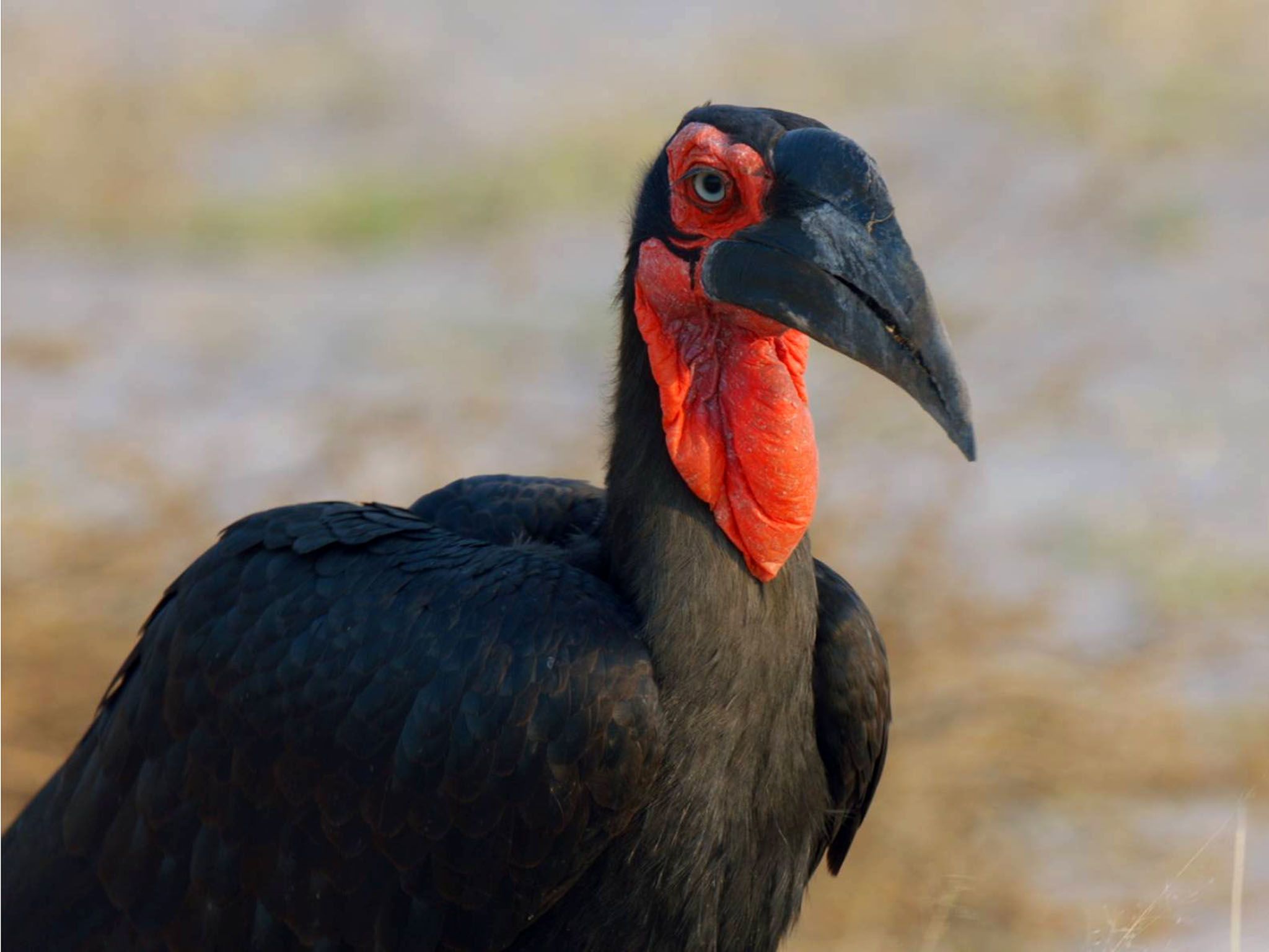 Close up of a Southern Ground Hornbill. This image is from Safari Brothers. [Photo of the day - November 2016]