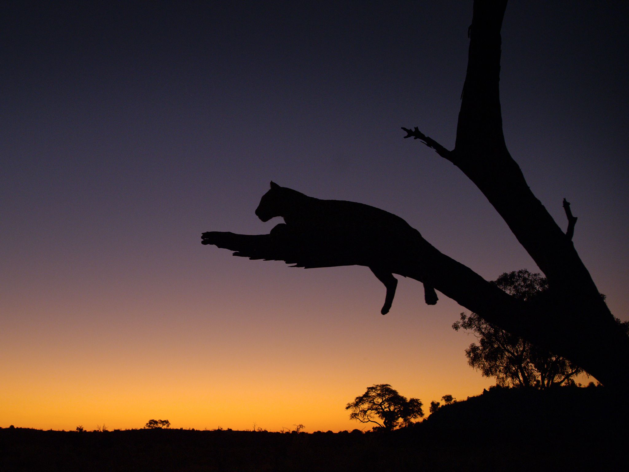 Botswana: Saba observes from dead acacia tree at dawn. This image is from Savage Kingdom. [Photo of the day - November 2016]
