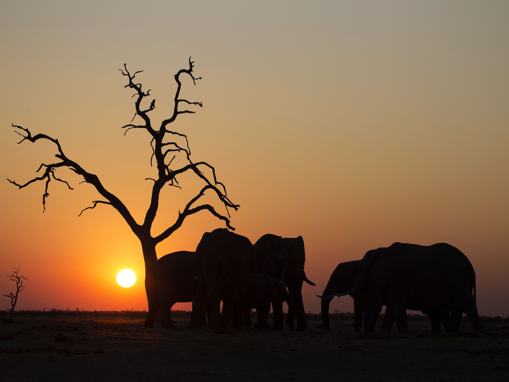 A silhouette of elephants. This image is from Savage Kingdom. [Photo of the day - November 2016]