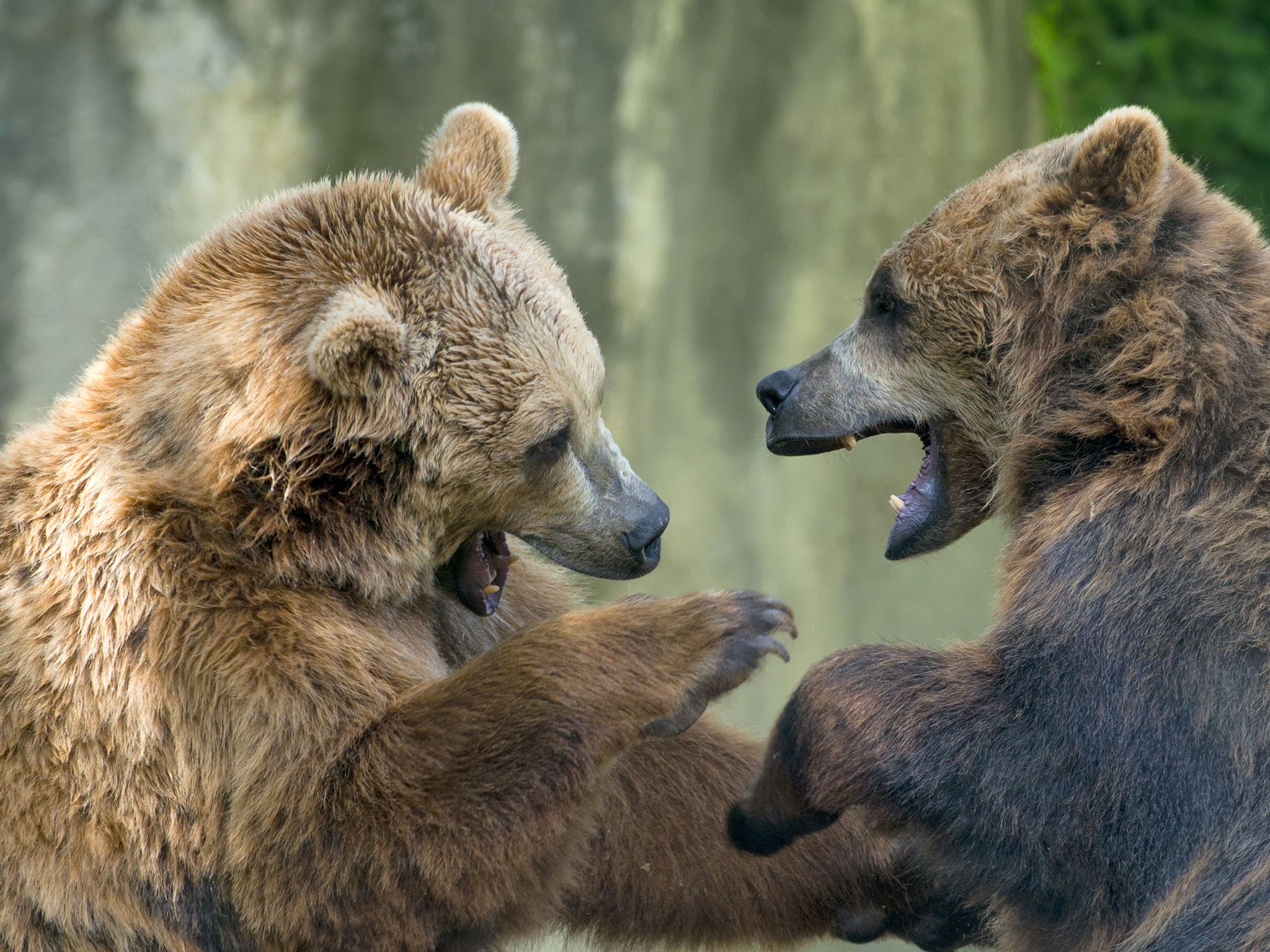 Two black grizzly bears while fighting. This image is from Animal Fight Club. [Photo of the day - December 2016]
